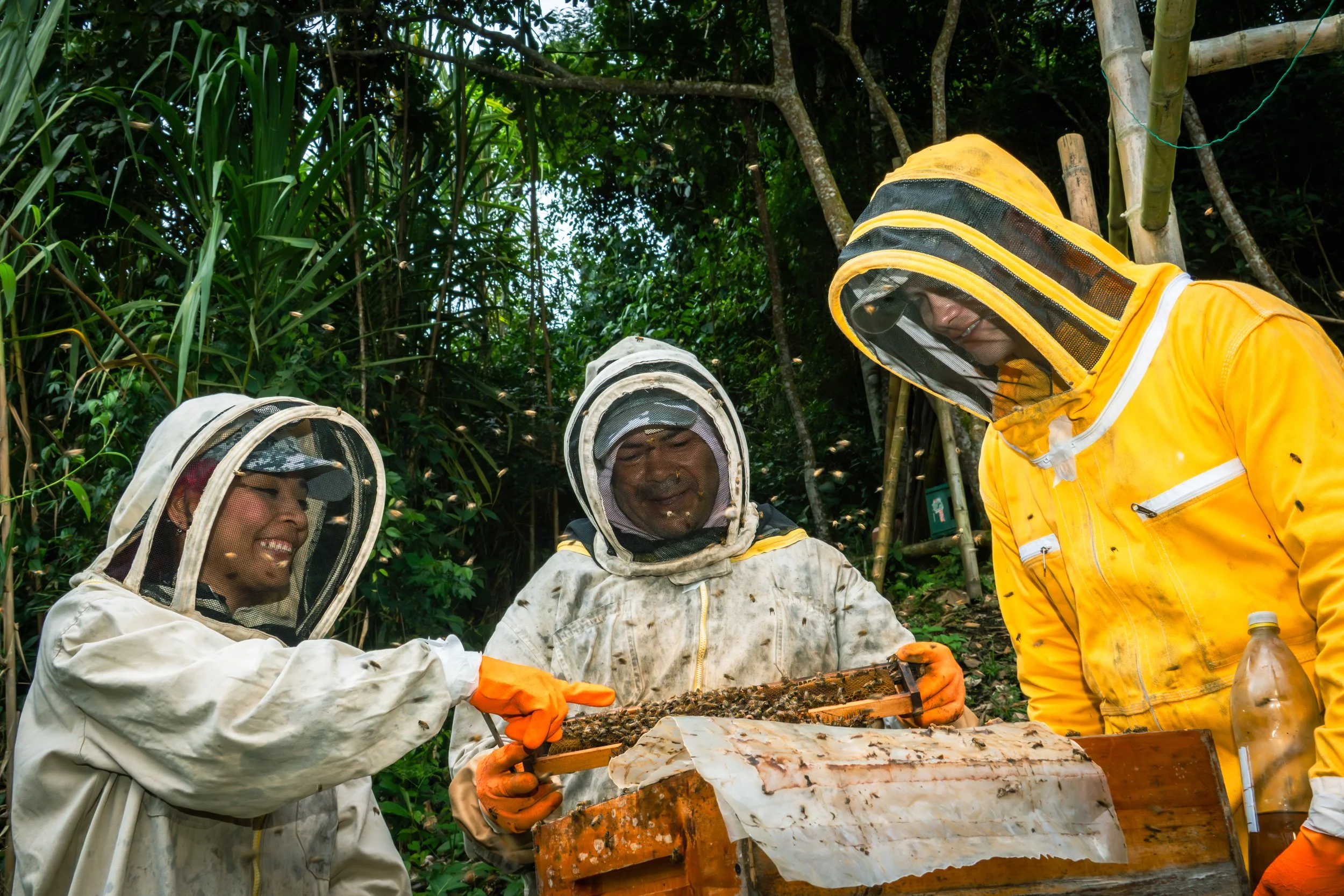 Personas con ropa de protección inspeccionando una colmena de abejas en la selva.