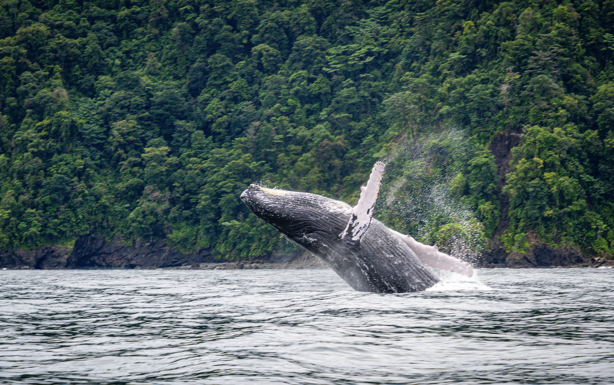 Una ballena saltando fuera del agua frente a un fondo de vegetación tropical densa