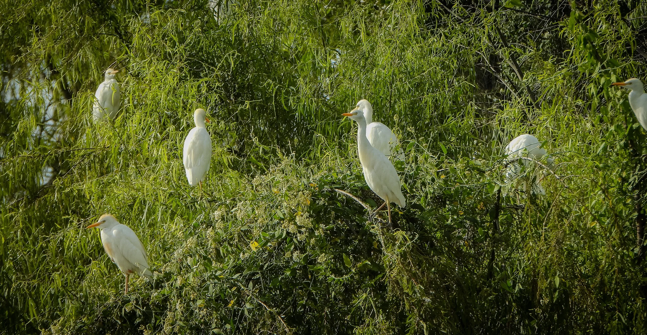 GUAJIRA