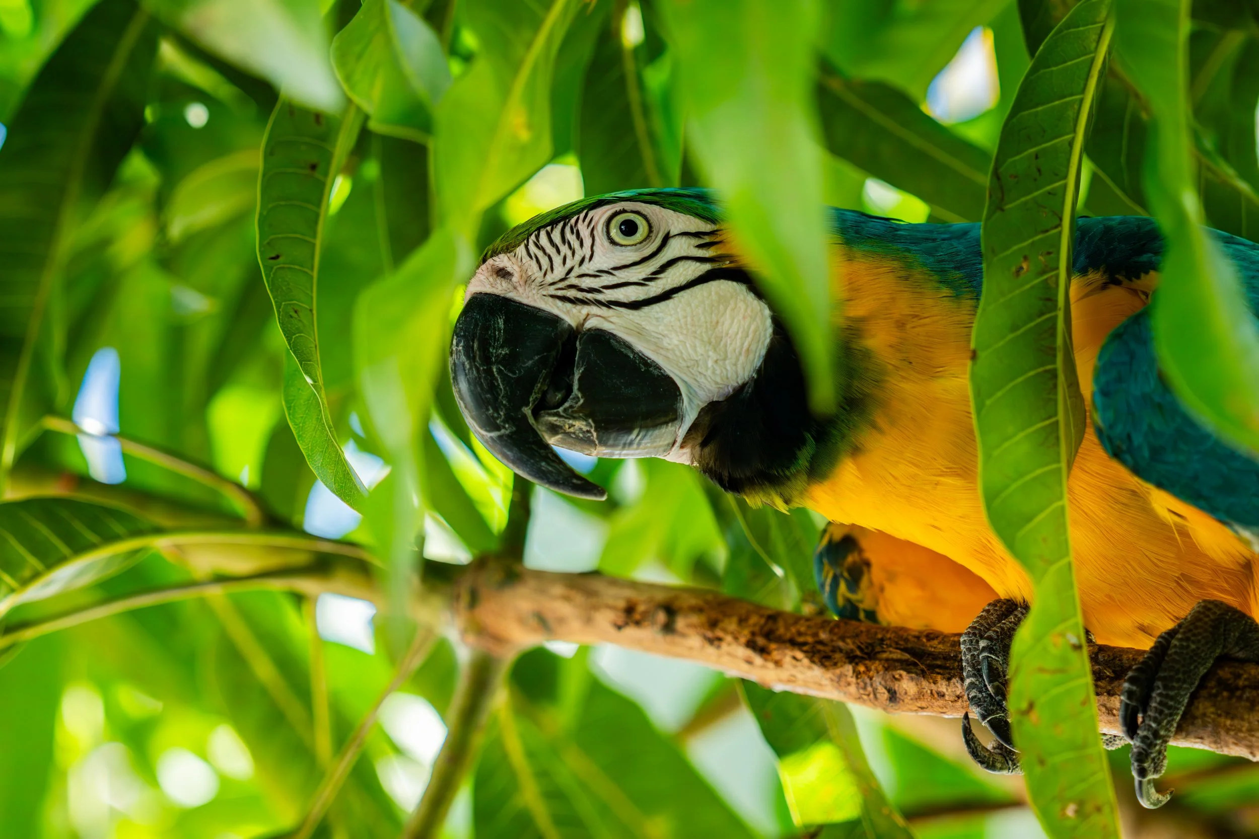 Loro perico de cara blanca entre hojas verdes.