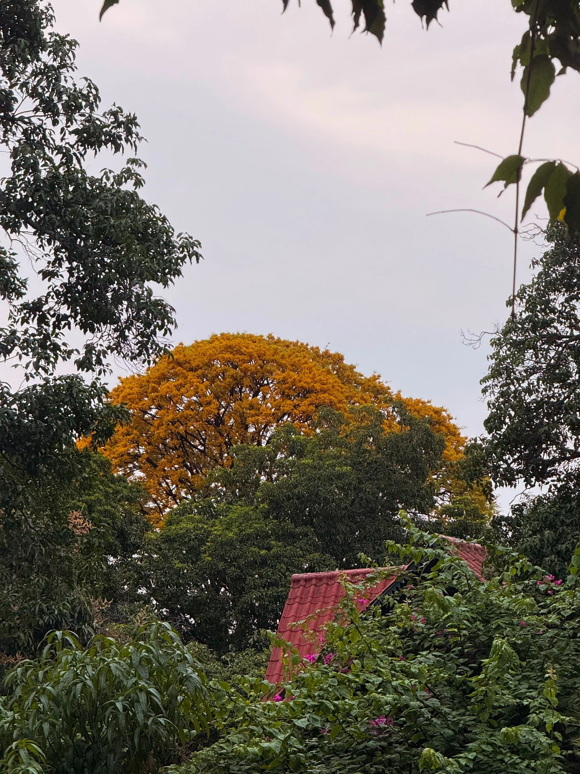 Vista de árboles con hojas verdes, uno con ramas con hojas en tonos amarillos, y un techo de tejas rojas parcialmente visible entre la vegetación, con cielo gris de fondo