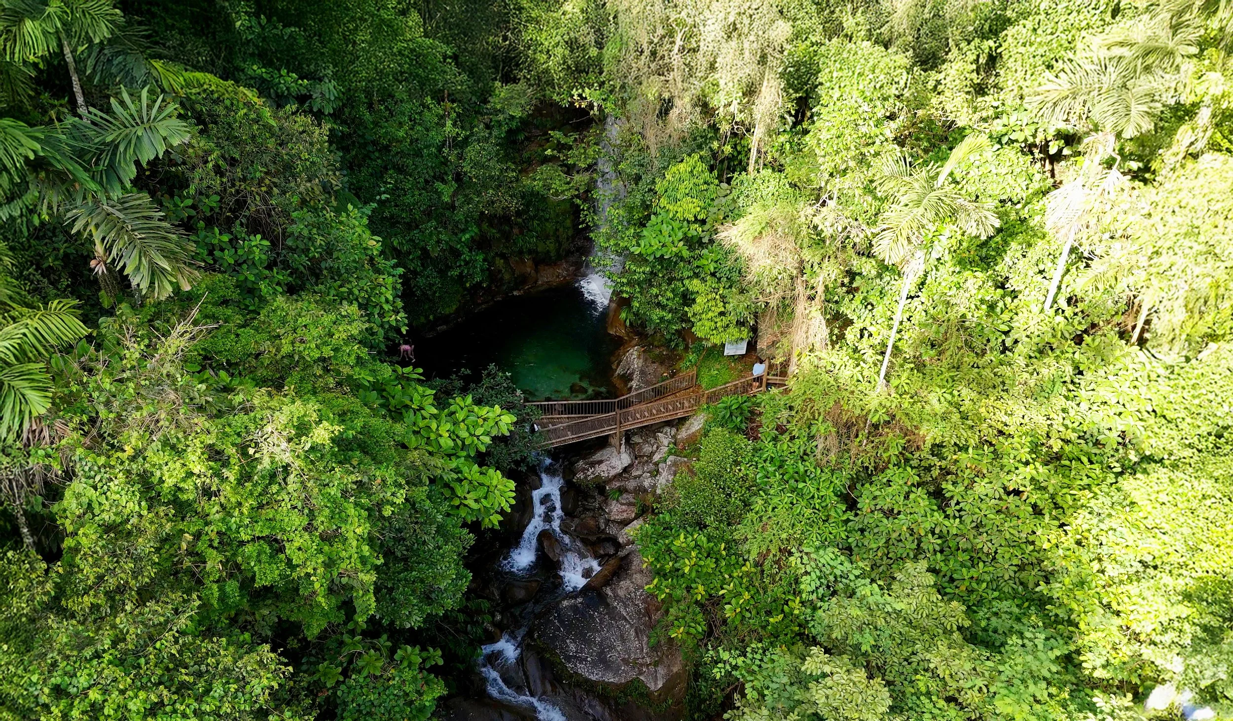 Vista aérea de una selva densa con árboles verdes y un sendero de madera con una pequeña cascada o río debajo.