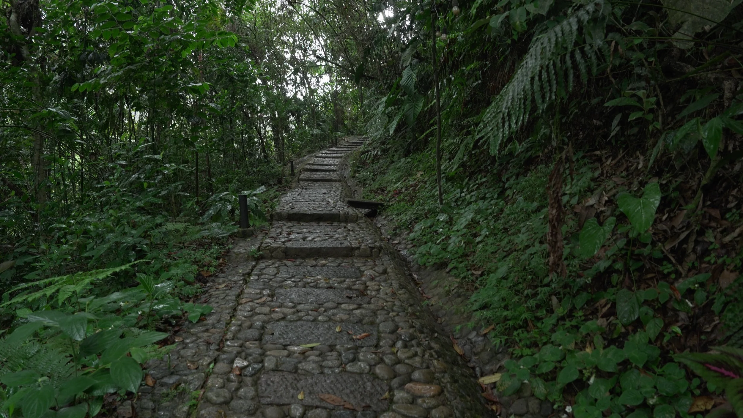 Camino de piedras en medio de un bosque denso y verde, con vegetación frondosa y diversa.