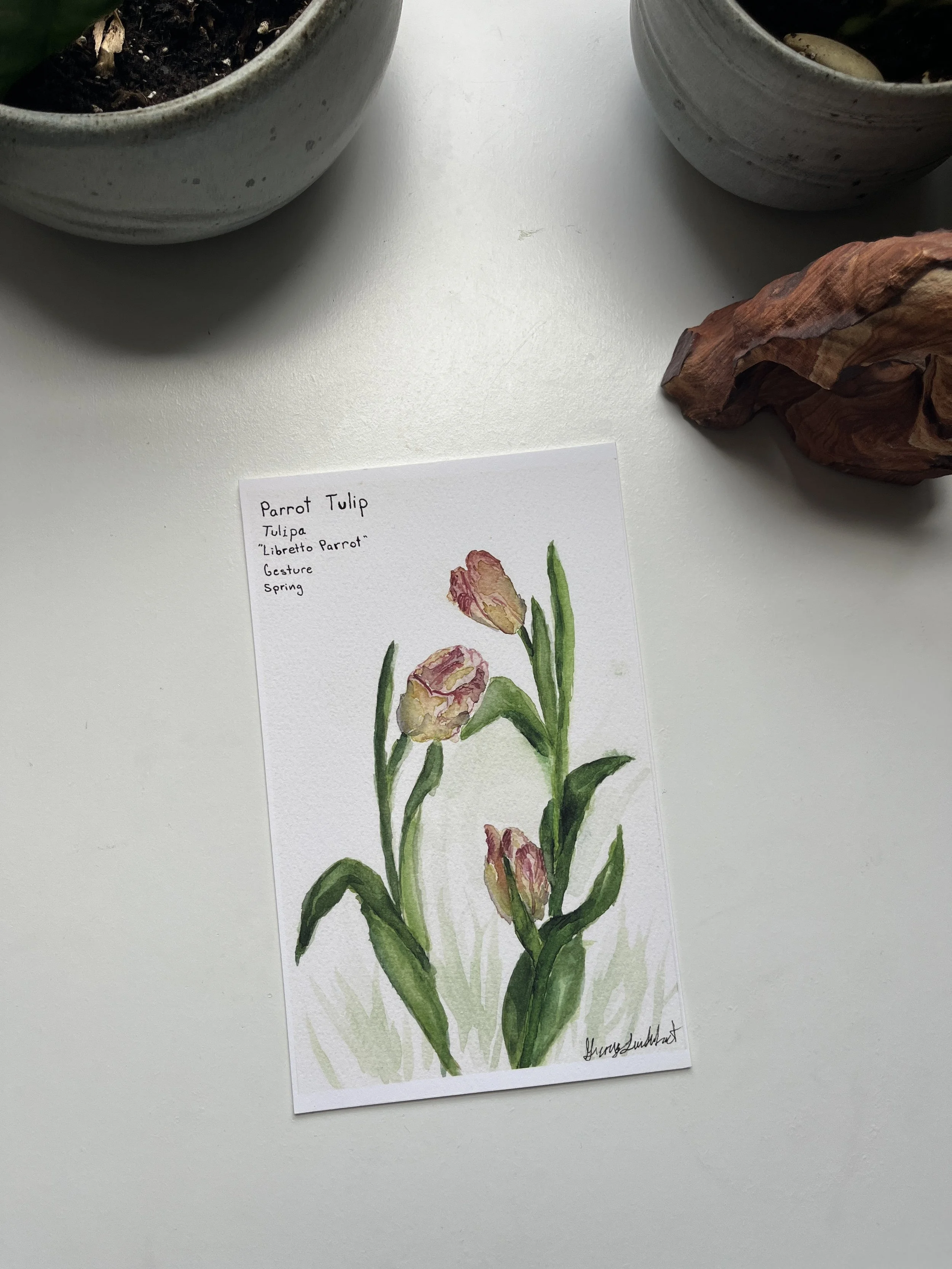 Parrot Tulip Original Watercolor Print