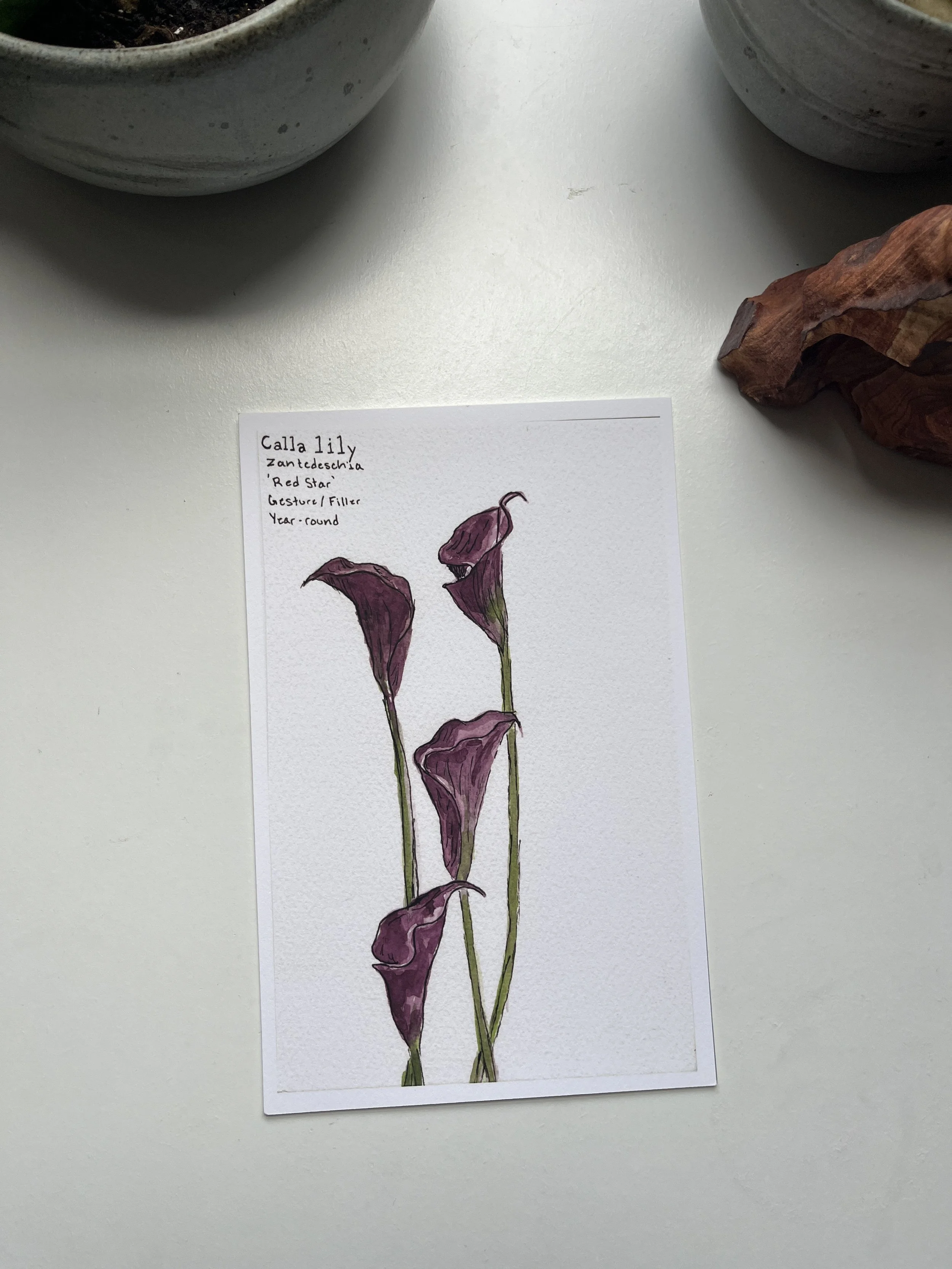 Purple Calla Lily Original Watercolor Print