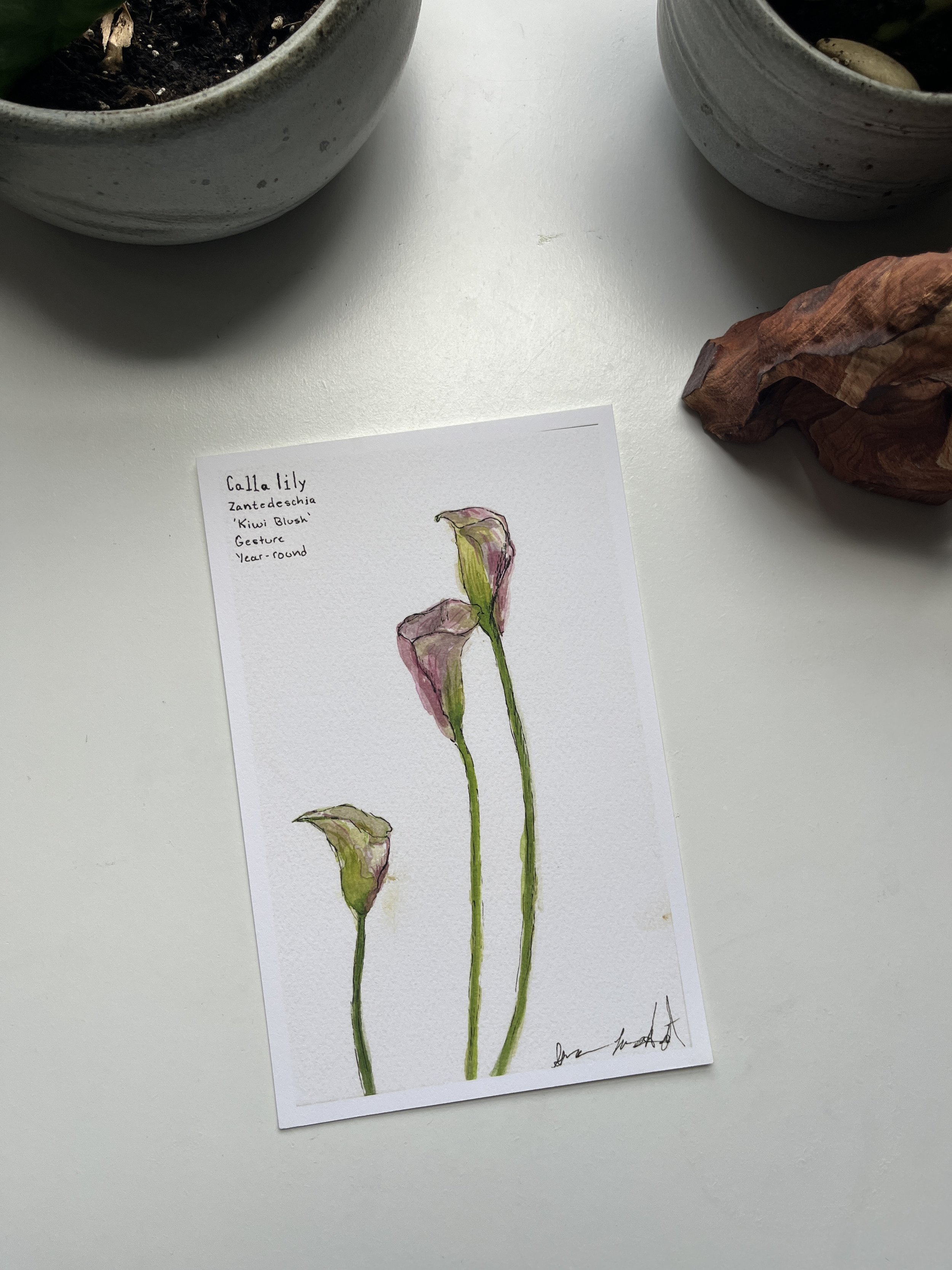 Calla Lily Original watercolor Print