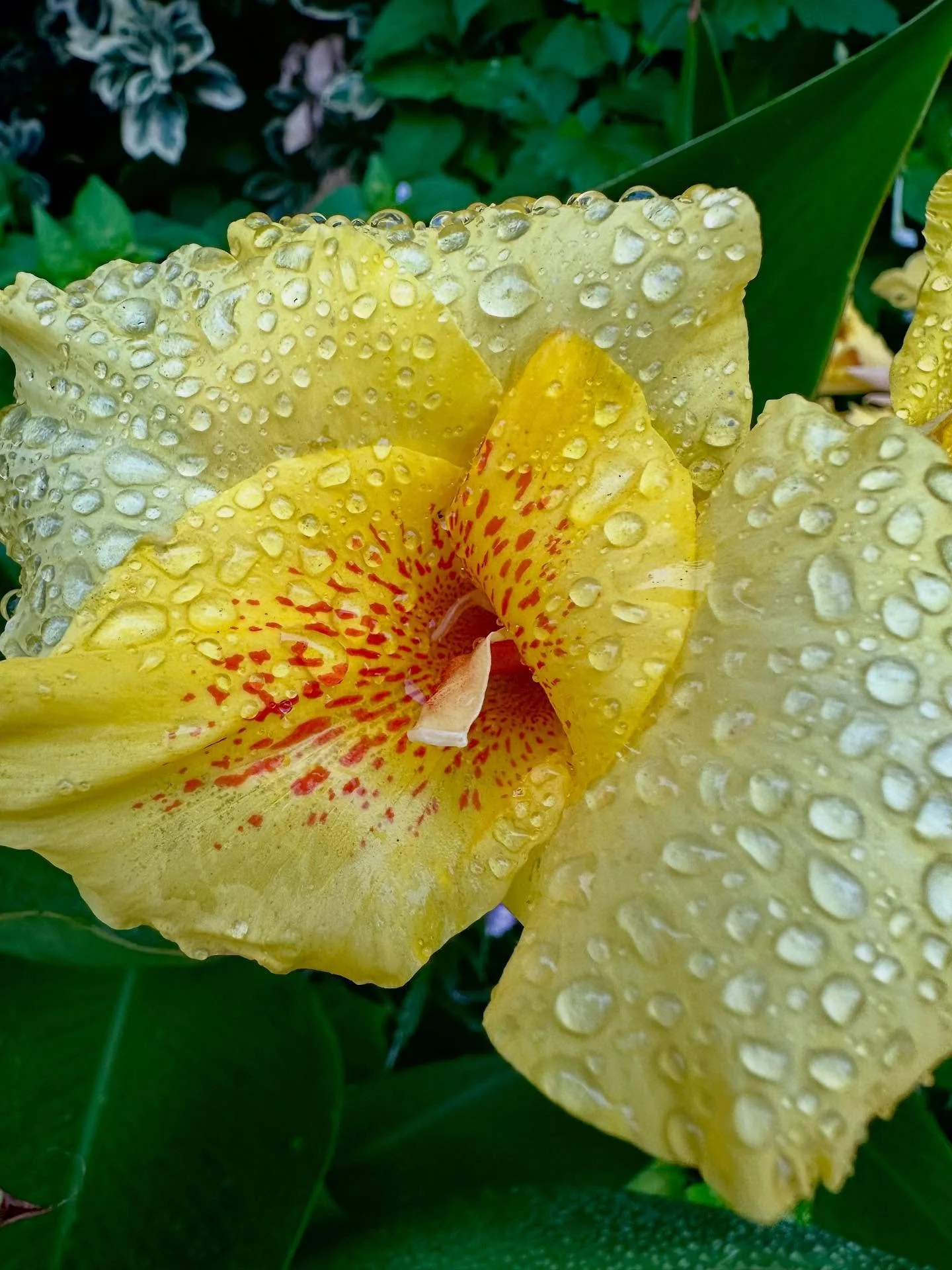 Just a few pauses along my morning walk&hellip; blooms I&rsquo;m noticing&hellip; from my heart to yours. 

I hope today you celebrate the beauty within &hellip; and all around you. 
.
.
.
#beautyofnature #morningwalks #celebratinglife #poetryaboutna