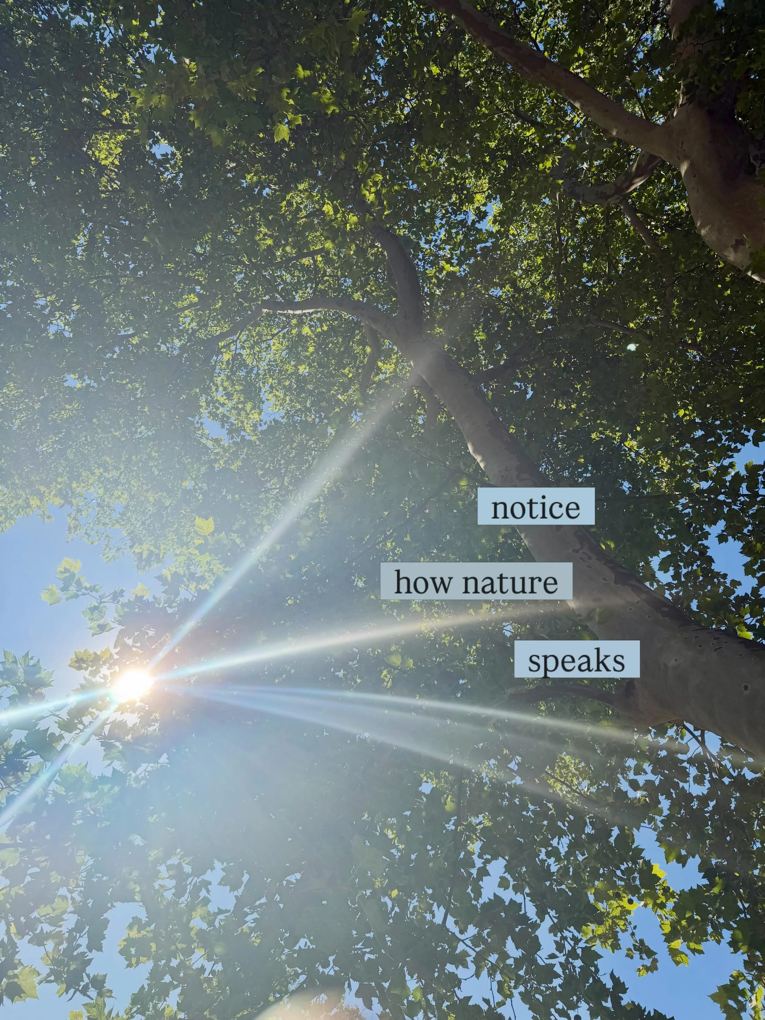 Just a few casual pics along my morning walk.🍃

Isn&rsquo;t it amazing how when you look and listen with your soul &hellip; nature will speak in simple wonders? 

Have a beautiful day.🩵🦋