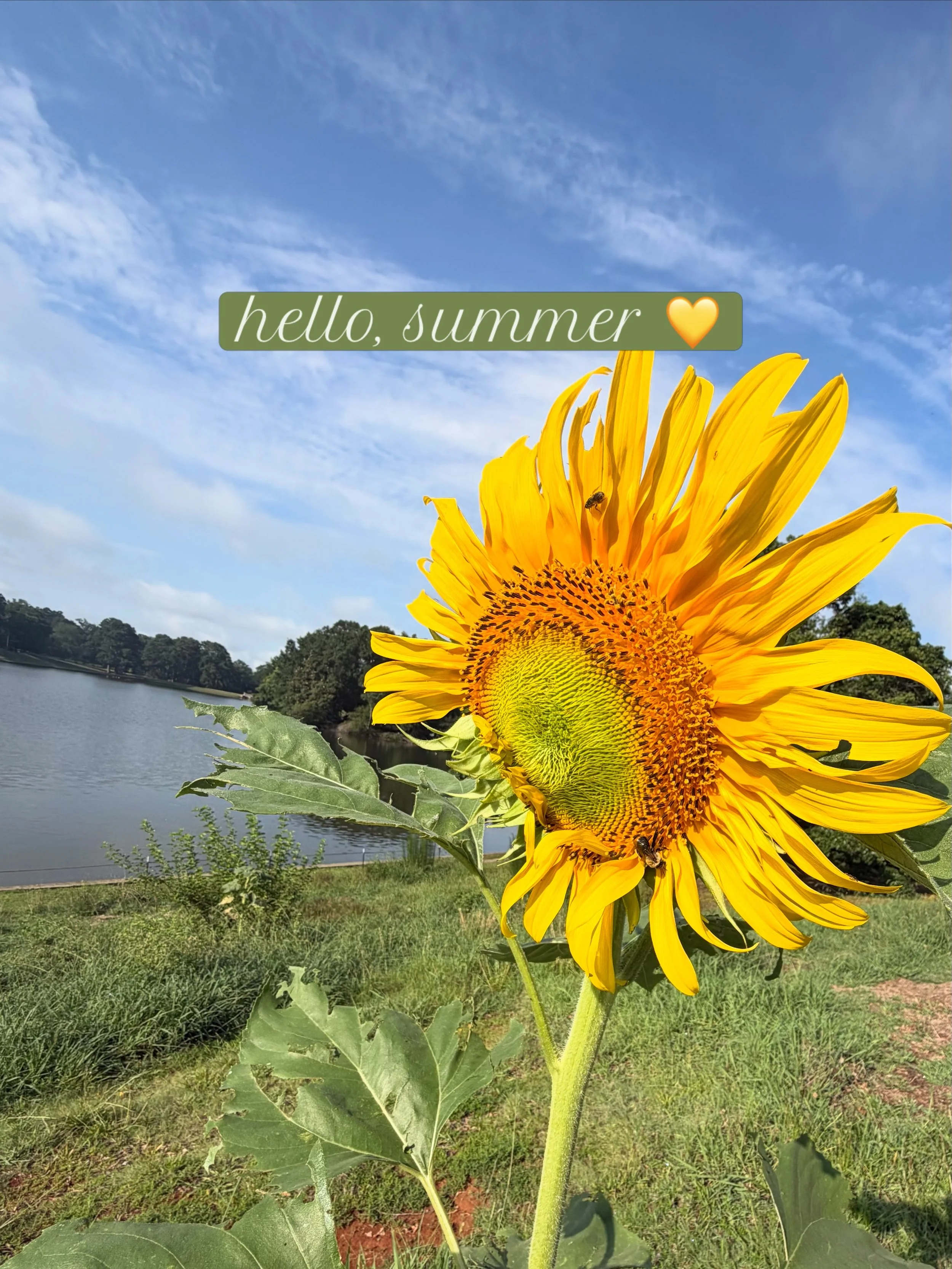 Just sharing a few of the sweet things I&rsquo;m noticing on my nature walks this summer. 

What do you love about this season? 💚☀️
.
.
.
healing, poems about nature, outdoor life, gratitude