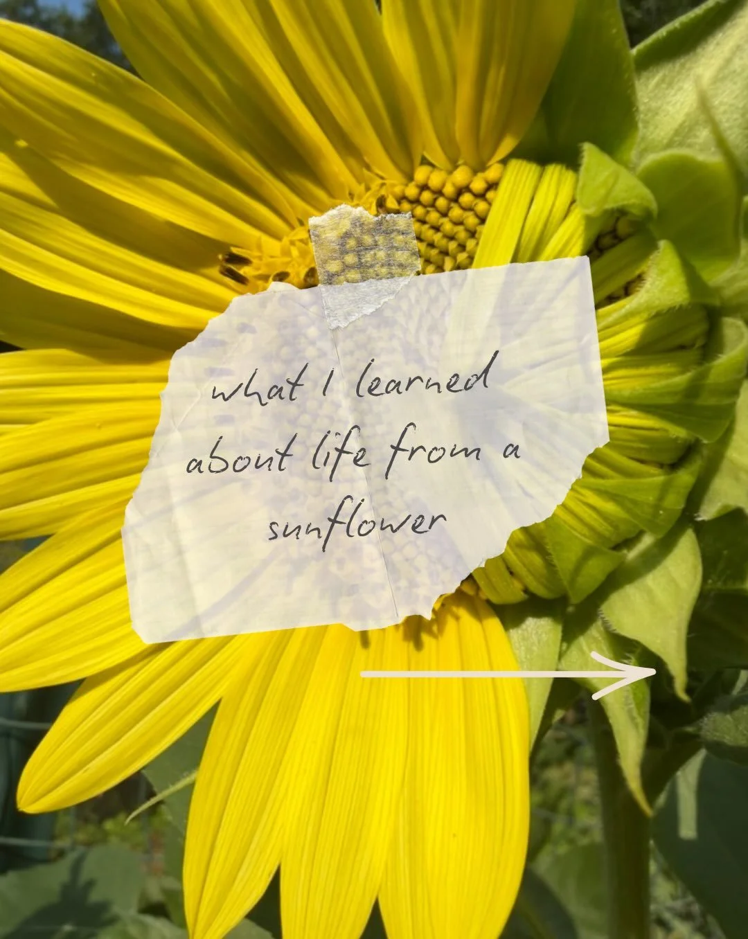 Have you ever been stunned by the gentle voice of nature? 

I was recently &hellip; and felt inspired to share what it said to me. 

Please swipe to the end, to read the full poem ☀️💛.

All the photos are my own because it&rsquo;s not about perfecti