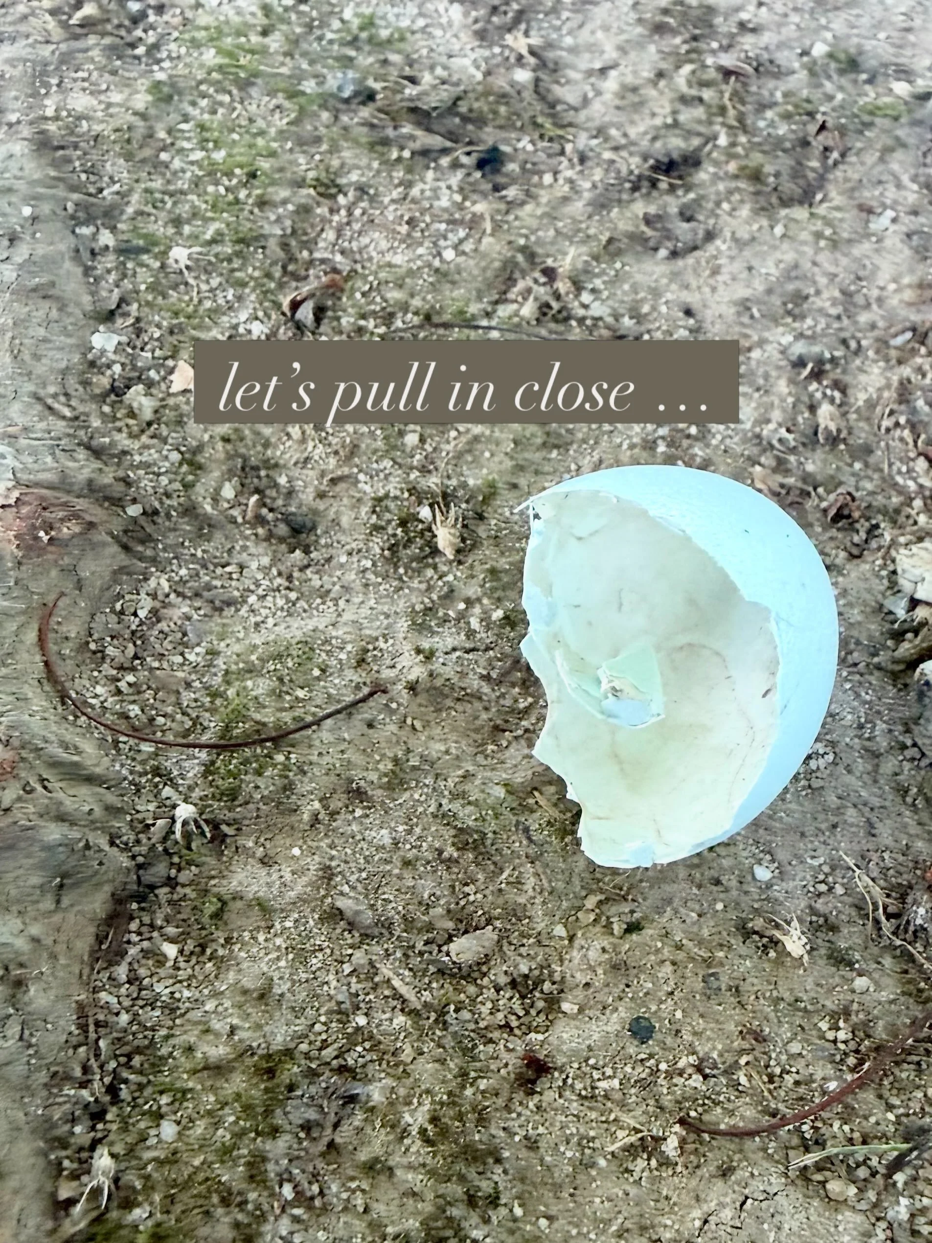 Just sharing a random gathering of nature pics from my walks. 💚🍃

Please go outside today if you can &hellip; draw near to something wild &hellip; and allow your heart expand. 

Nurturing your own peace naturally fosters a healing presence for othe