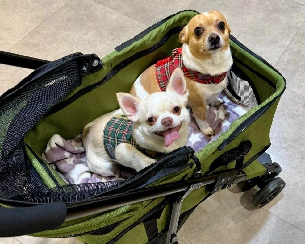 Diseño humano: Crianza consciente y respetuosa