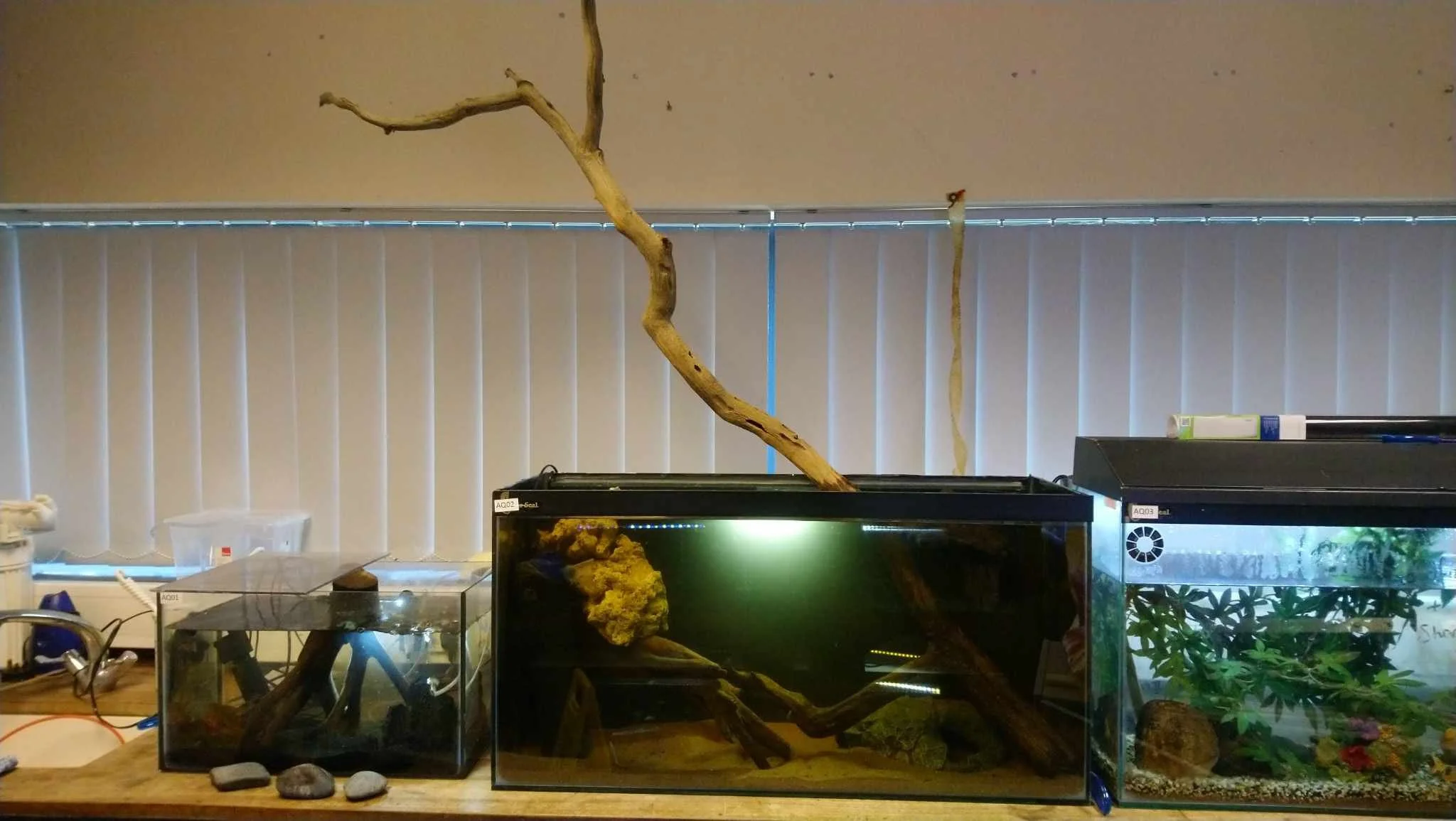 Three custom aquariums set up for a college educational establishment on a table with various decorations.
