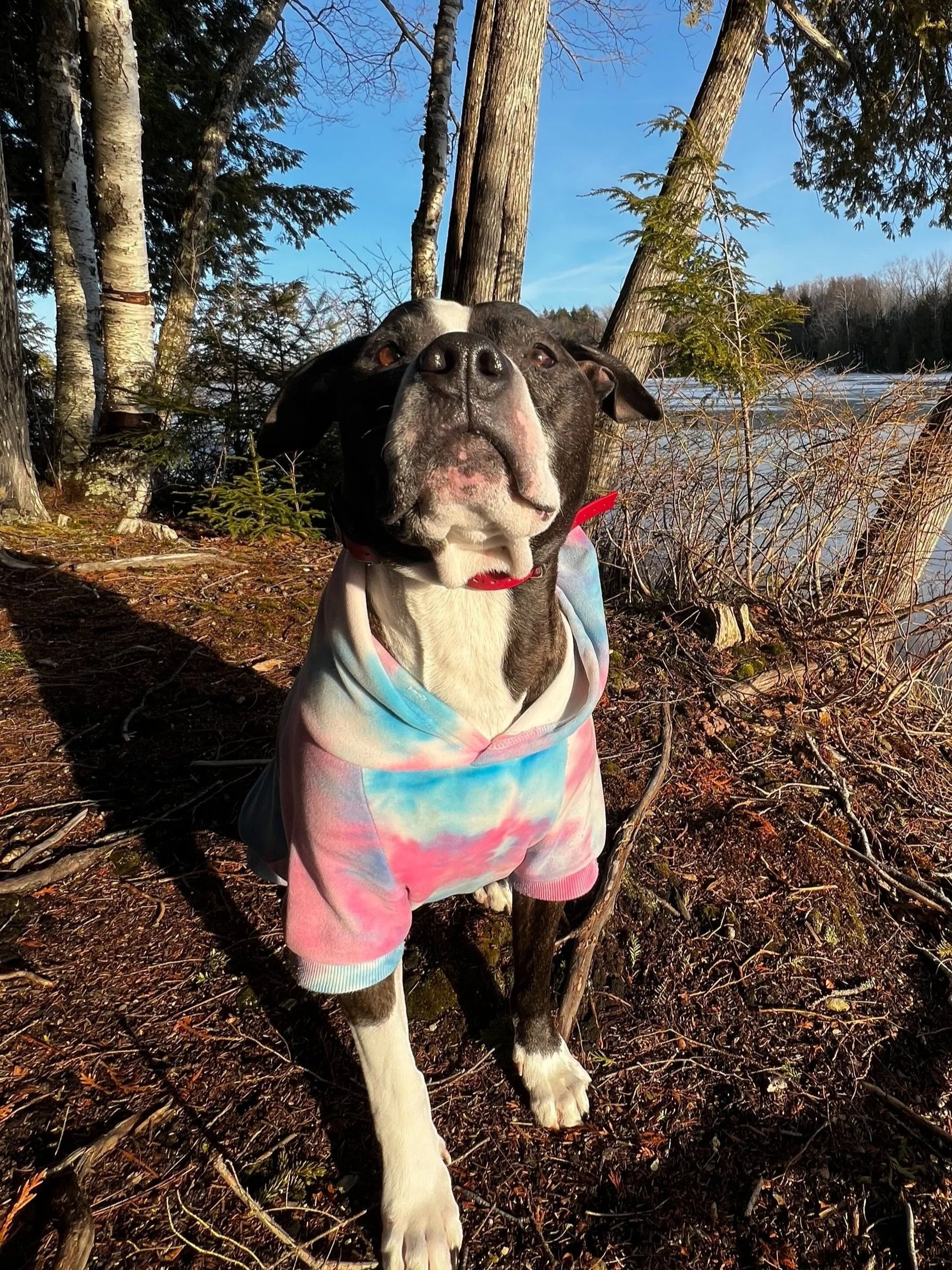 1 hr Intuitive and Energetic Pet Healing