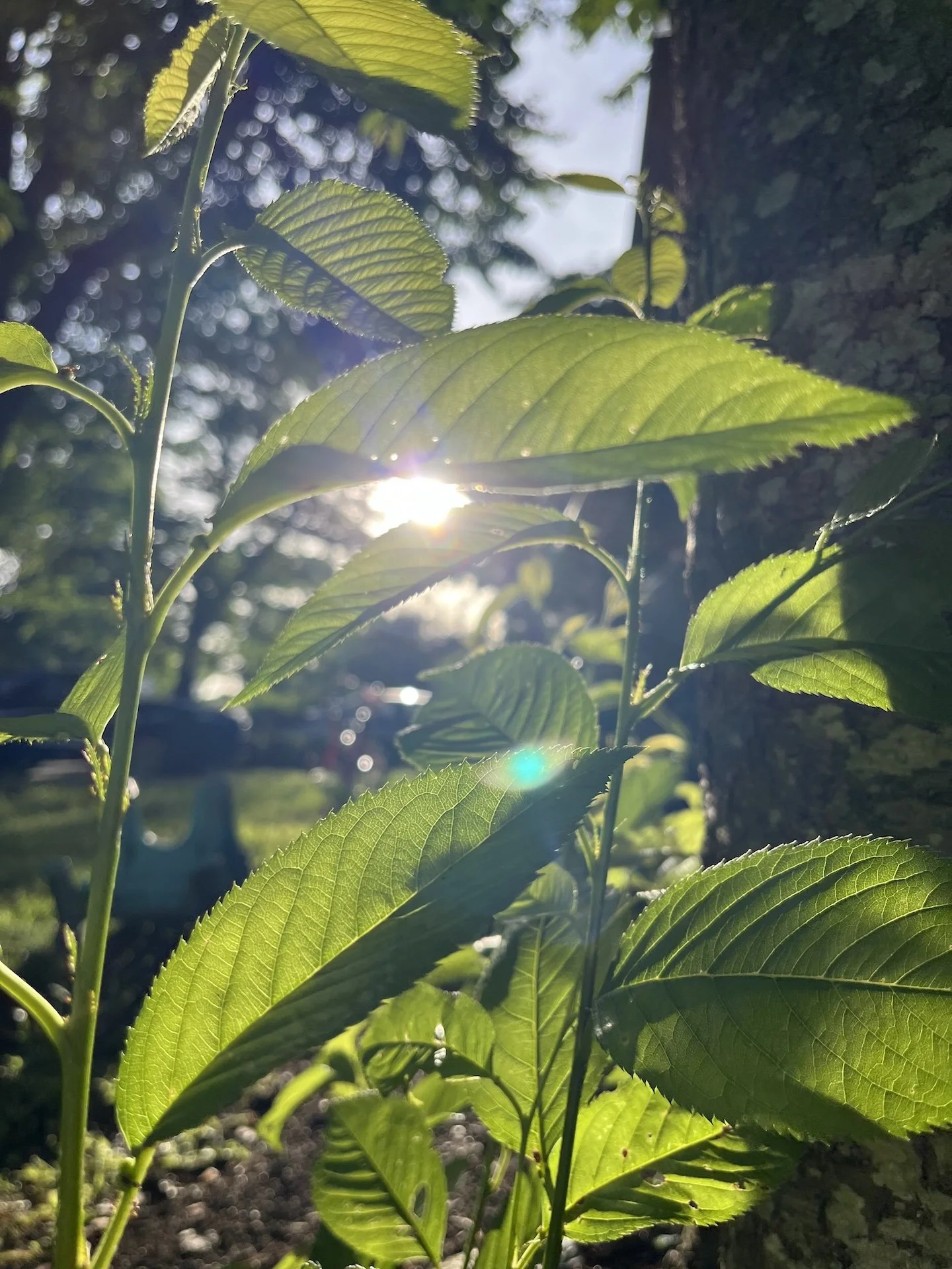 Half-Day (9AM-12:30PM): Spring 2026 Art Camp