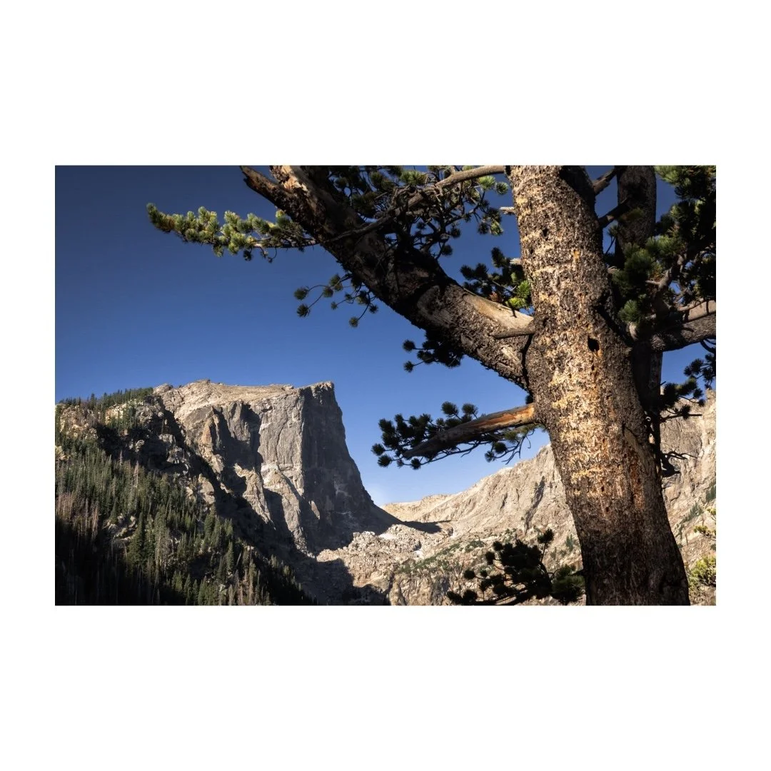 Hallet Peak & Limber Pine