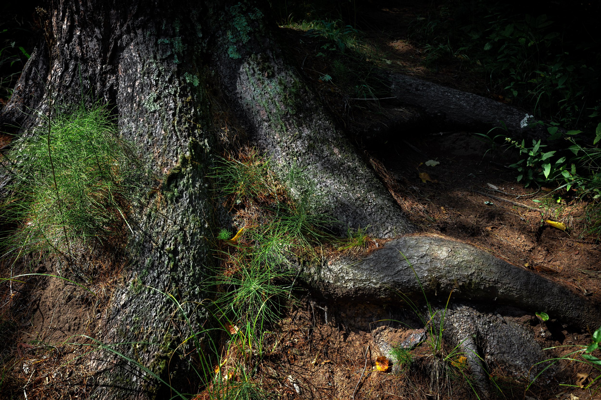 SPDL1205.jpg