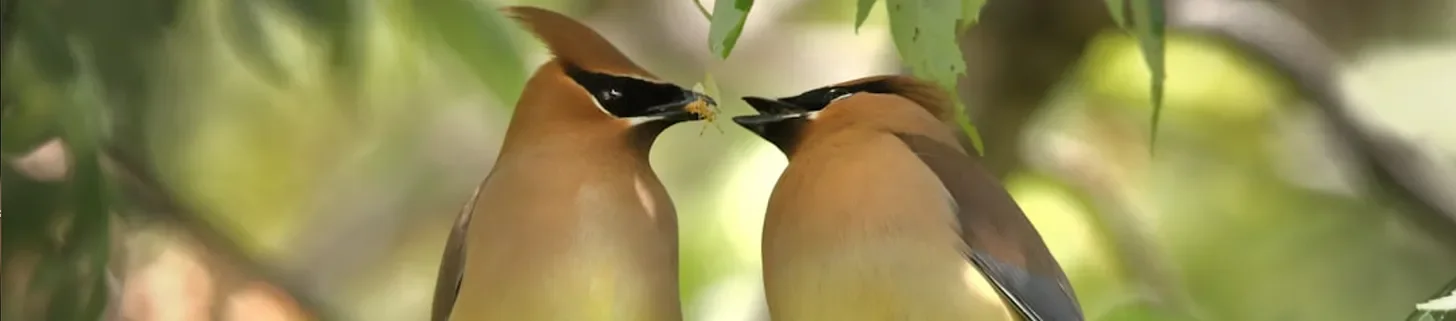 Receiving is an Active Process