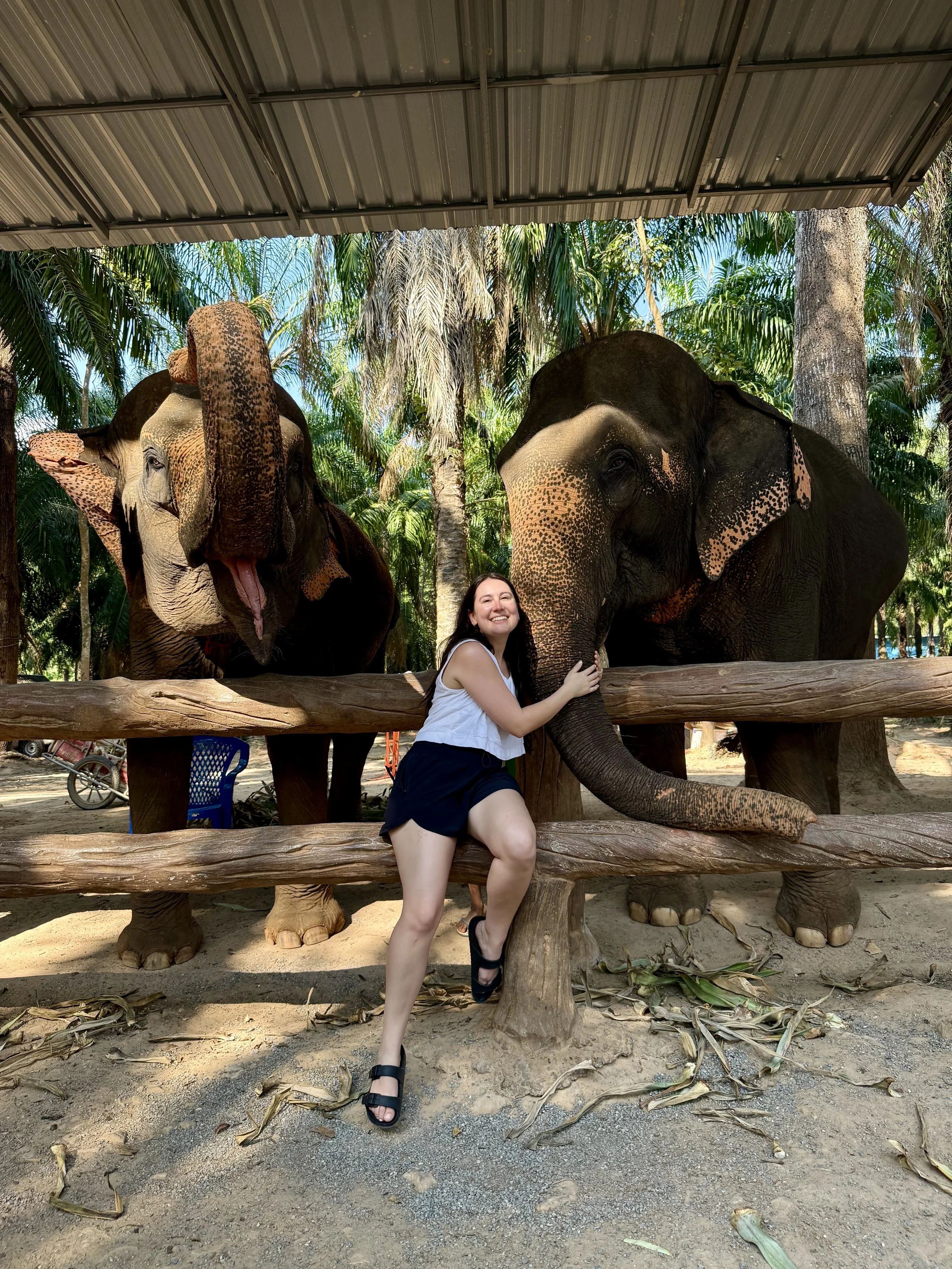 A woman posing with two elephants behind a wooden fence in a jungle-like setting with palm trees and green foliage.