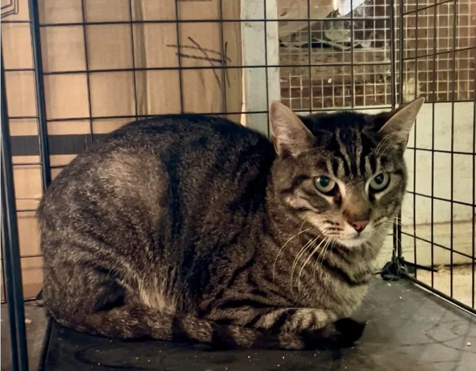 Meet 2 1/2 year old Henry.  I just got him 5 minutes ago.  He is a Zazzycats return.  He was adopted a year ago and they loved him but a family member developed severe and worsening allergy.  Henry is SO sweet and is a cuddler.  He will be available 