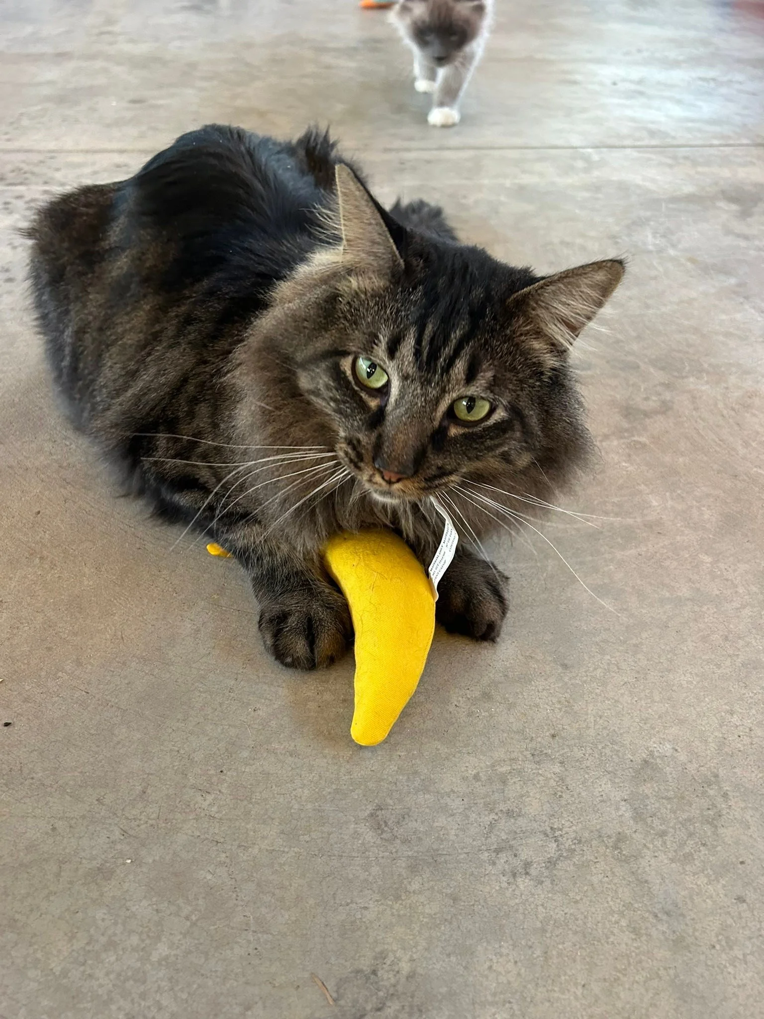 UPDATE:  His name is Maximus. 

Happy Martin Luther King day in the US! 

Love one of his quotes: &ldquo;Darkness cannot drive out darkness; only light can do that. Hate cannot drive out hate; only love can do that.&rdquo; Lovely quote for life in ge