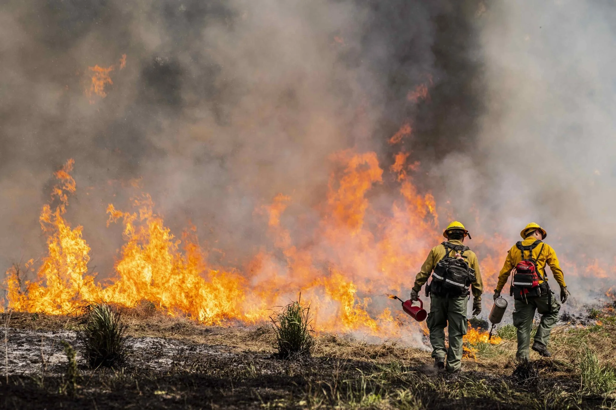 Ground cover/Bush fires
