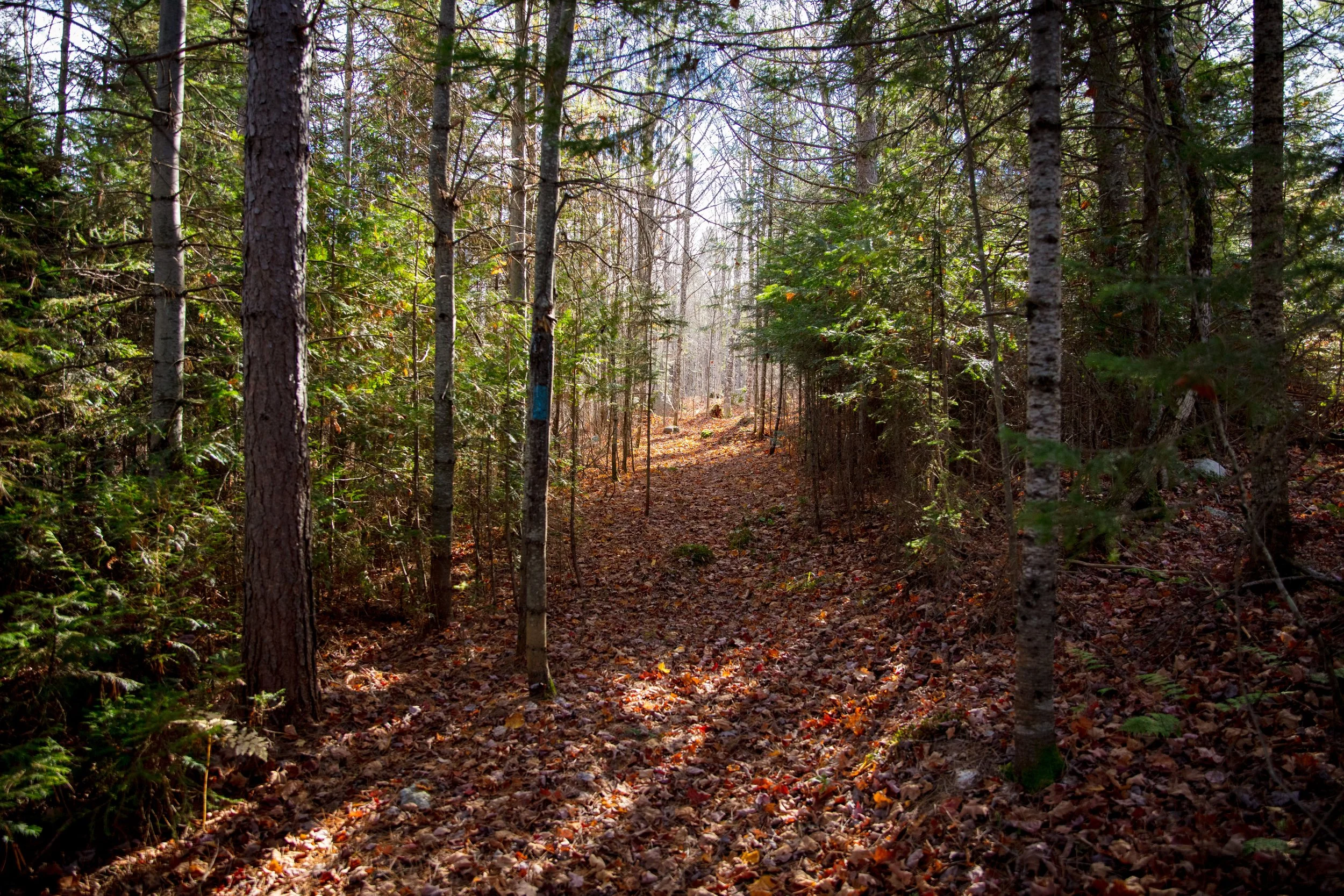 The Nature Conservancy