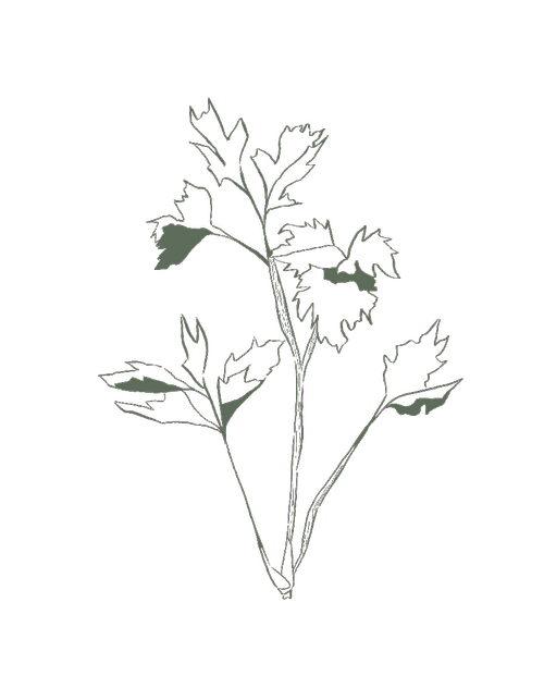 Outline of a leafless plant with jagged leaves on a black background.