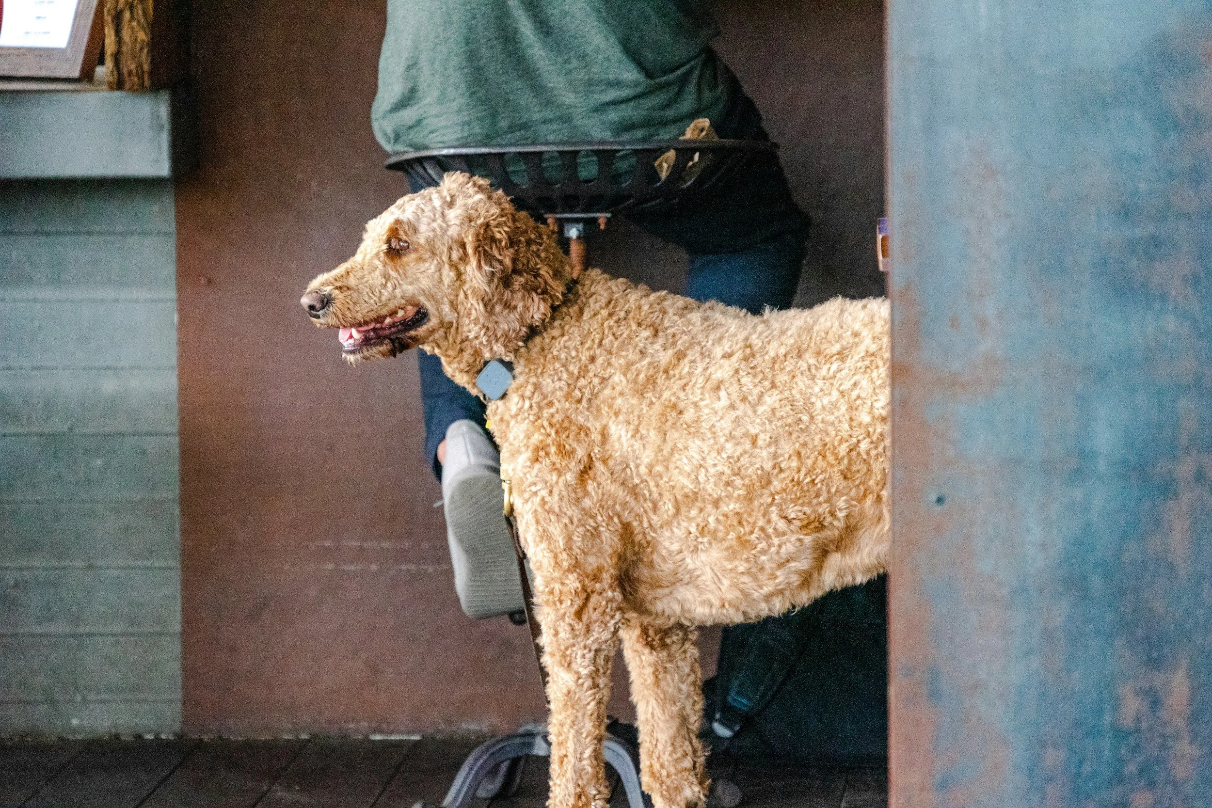 A curly-haired, golden retriever dog standing indoors near a person sitting on a chair. The dog is looking to the side with its mouth slightly open. The person is wearing a green shirt and dark pants, with their back turned. The background includes a