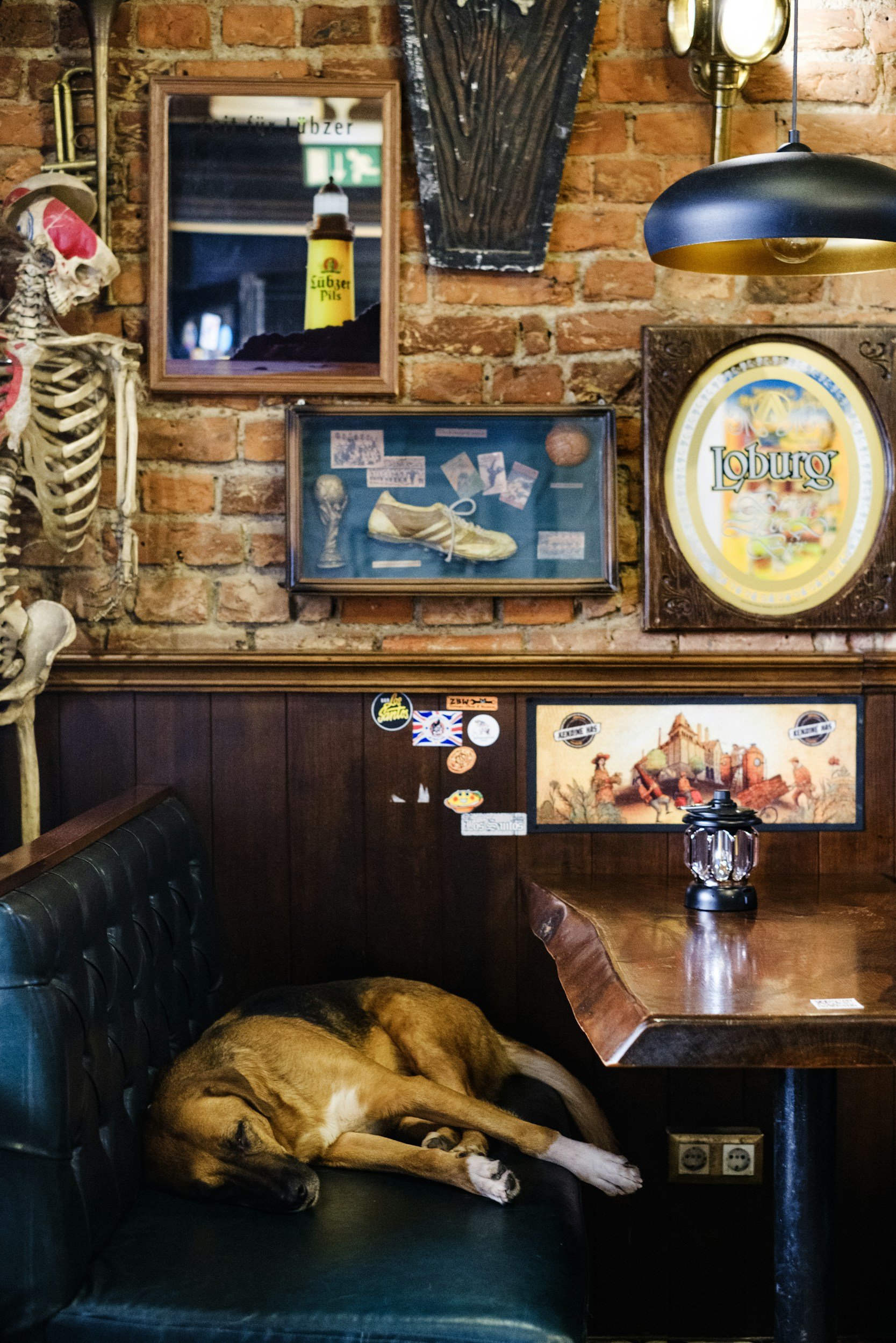 A dog is sleeping on a black leather booth in a cozy pub or bar. The background features a brick wall decorated with various pictures and signs, including a skeleton on the left side. A small wooden table next to the dog has a lamp with a black shade