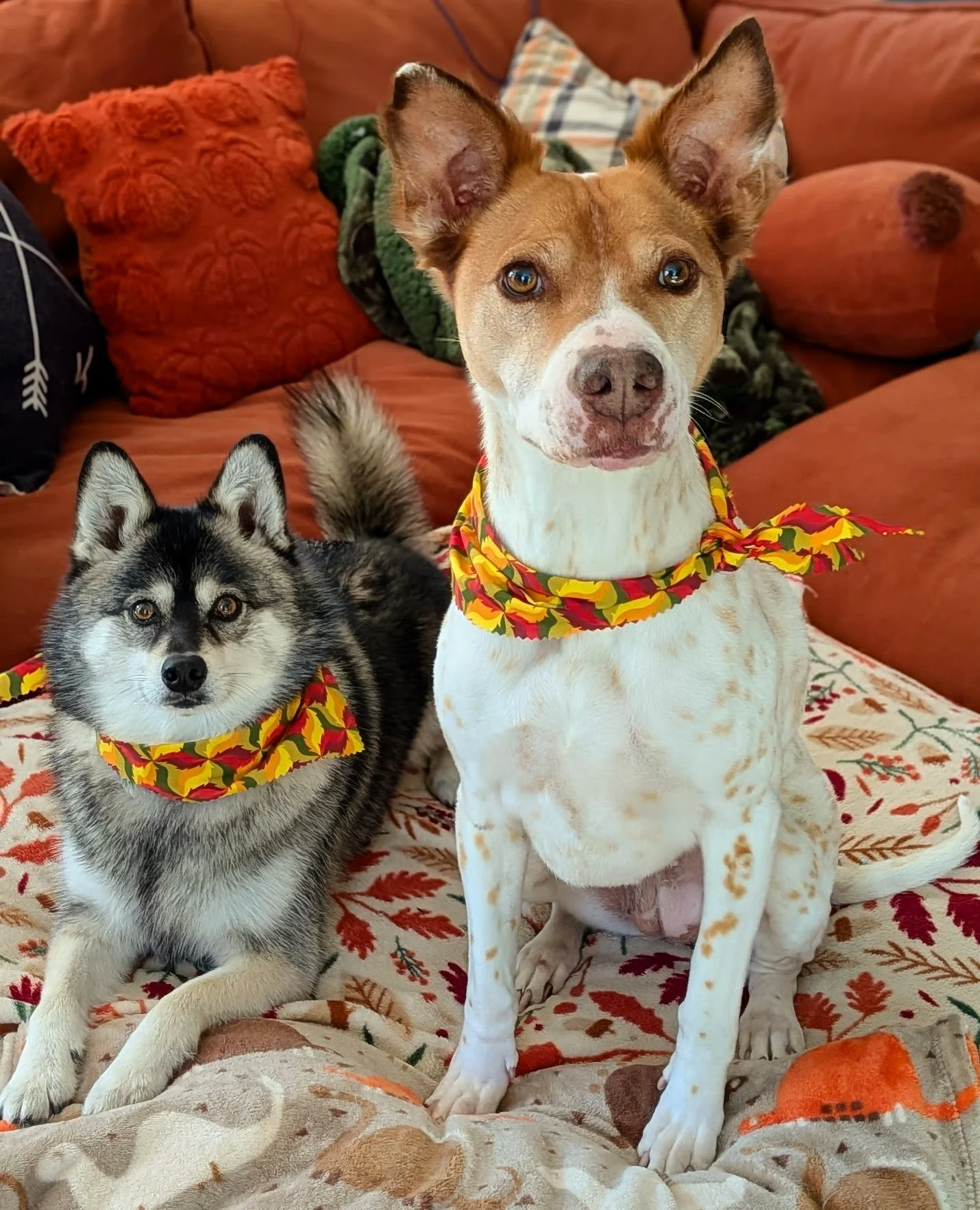 Two dogs, a Klee Kai and a mixed breed with brown and white fur, are sitting on a decorative autumn-themed blanket with orange, red, and brown leaves on it.