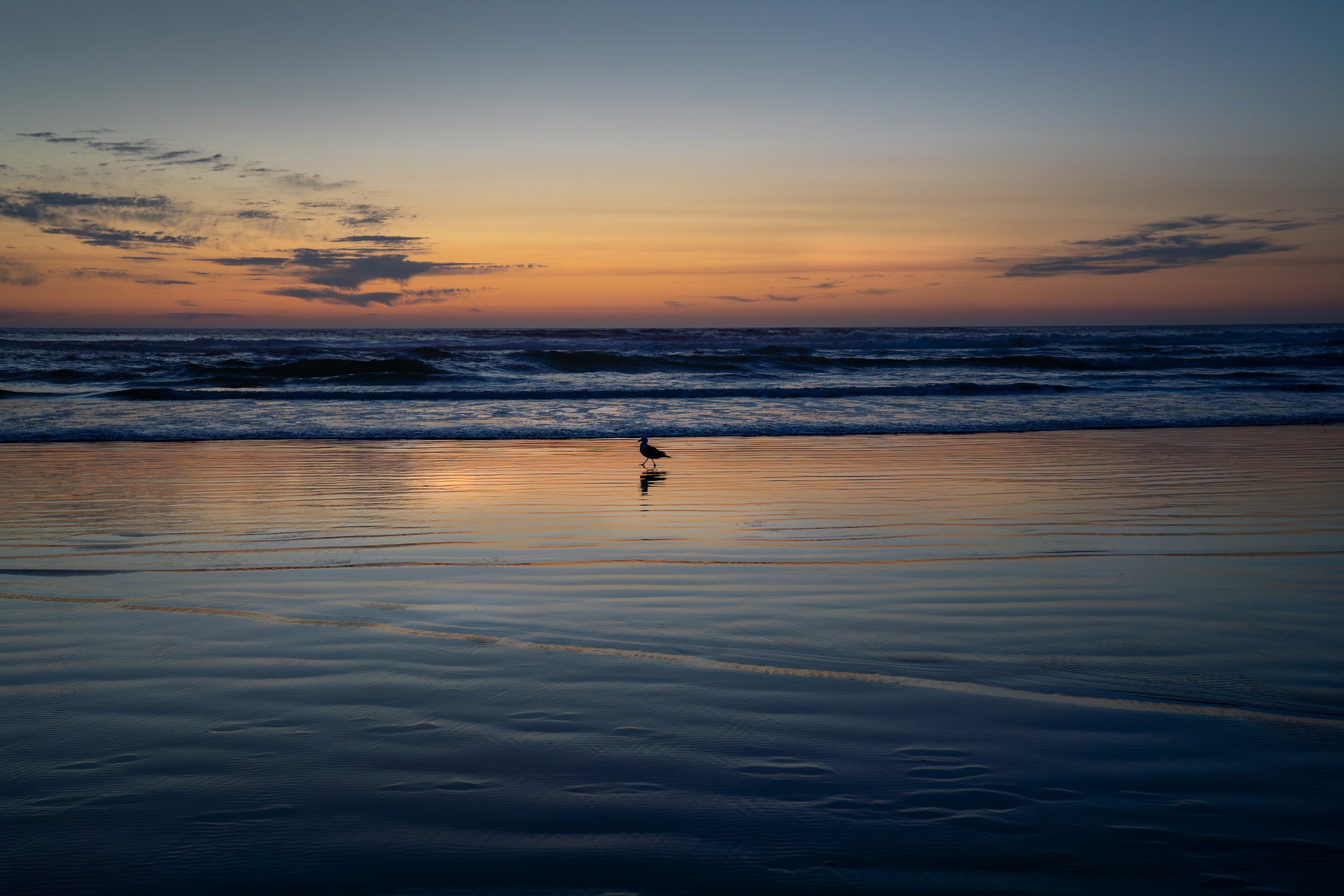 oregon bird.jpg