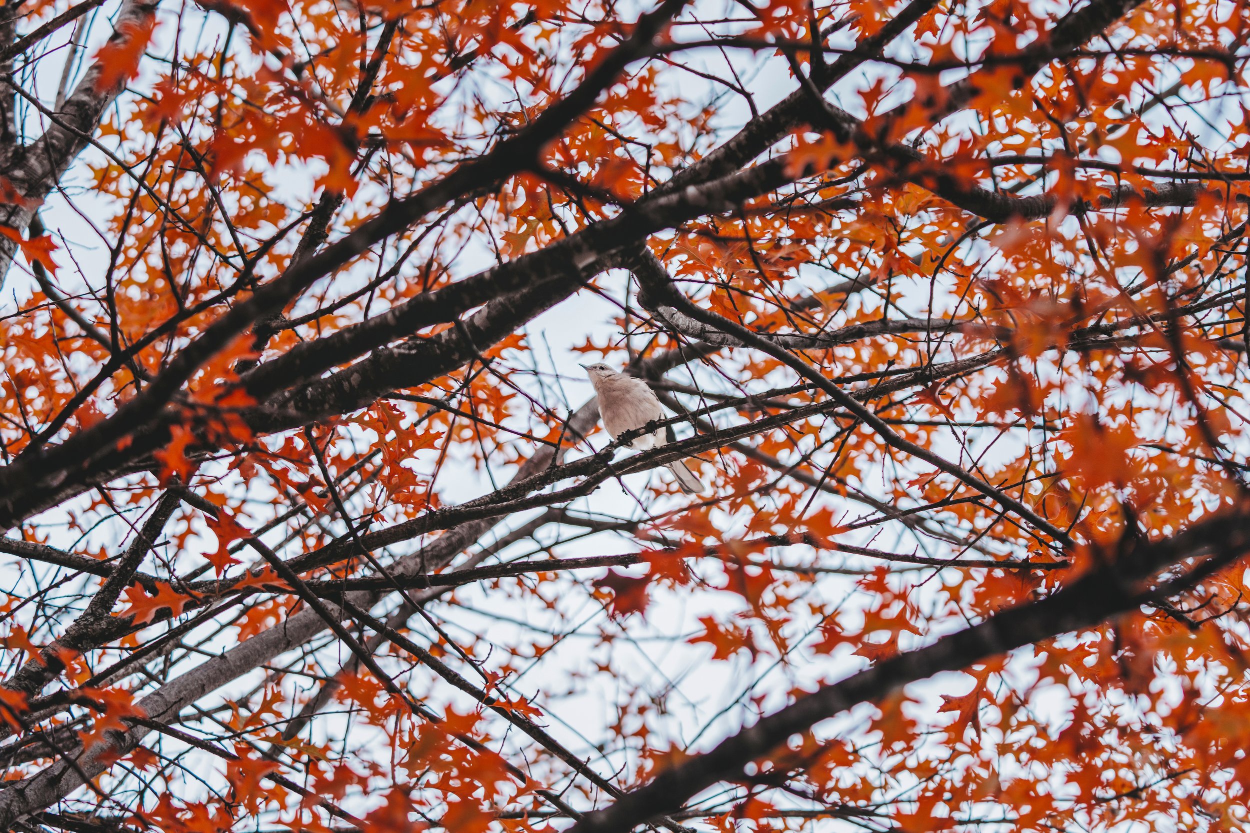 Leaves.jpg
