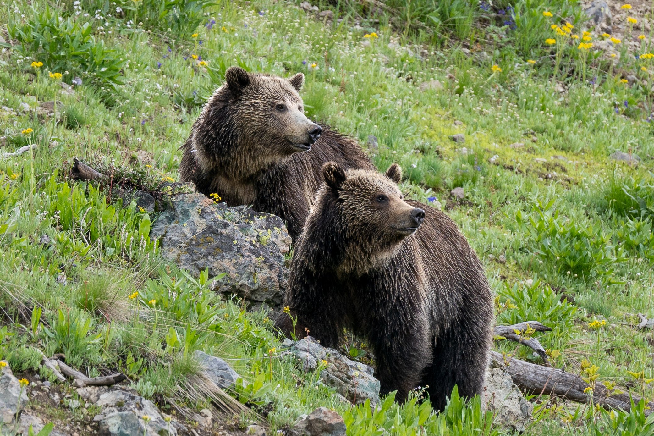 Y 2 bears.jpg