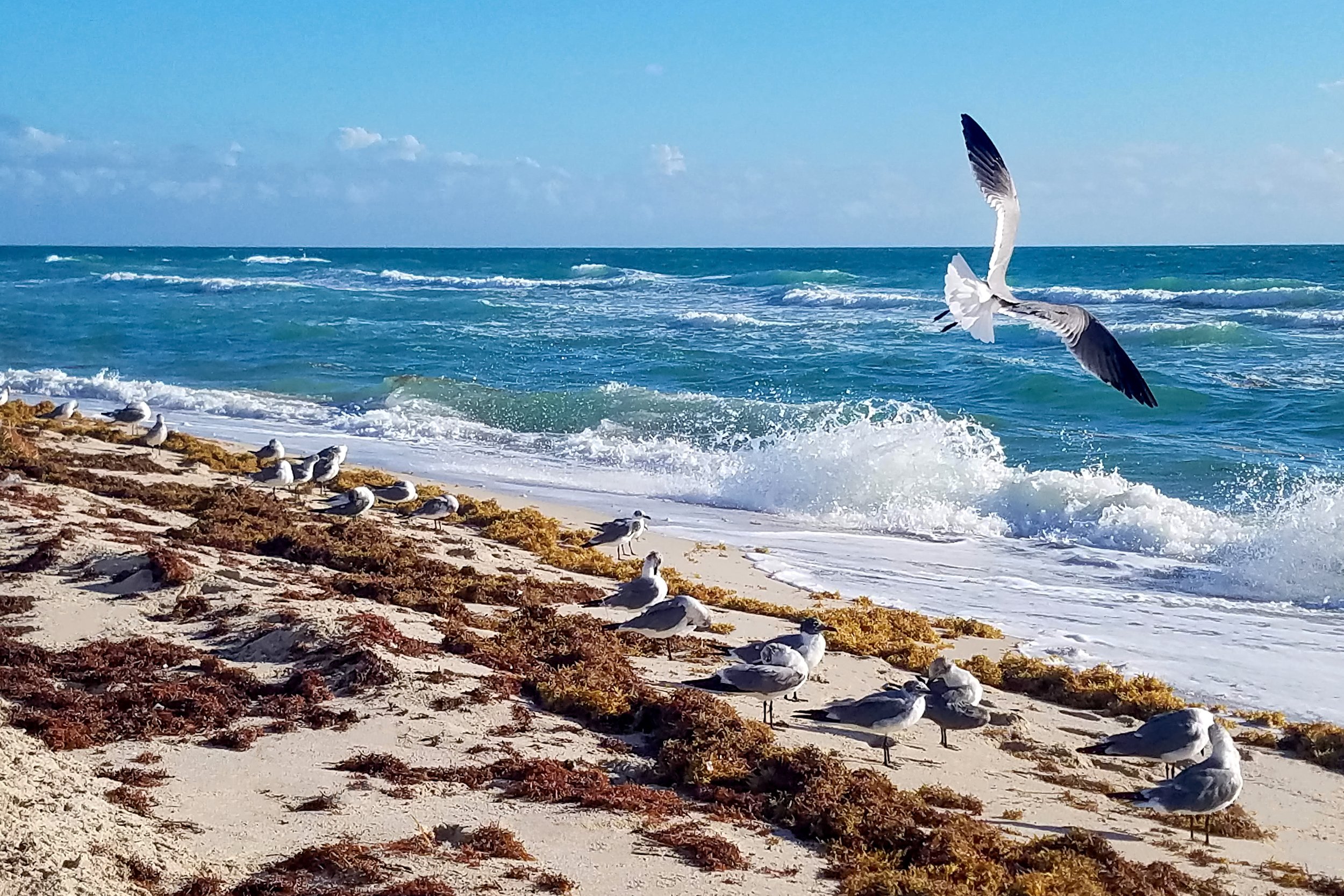 miami bird.jpg