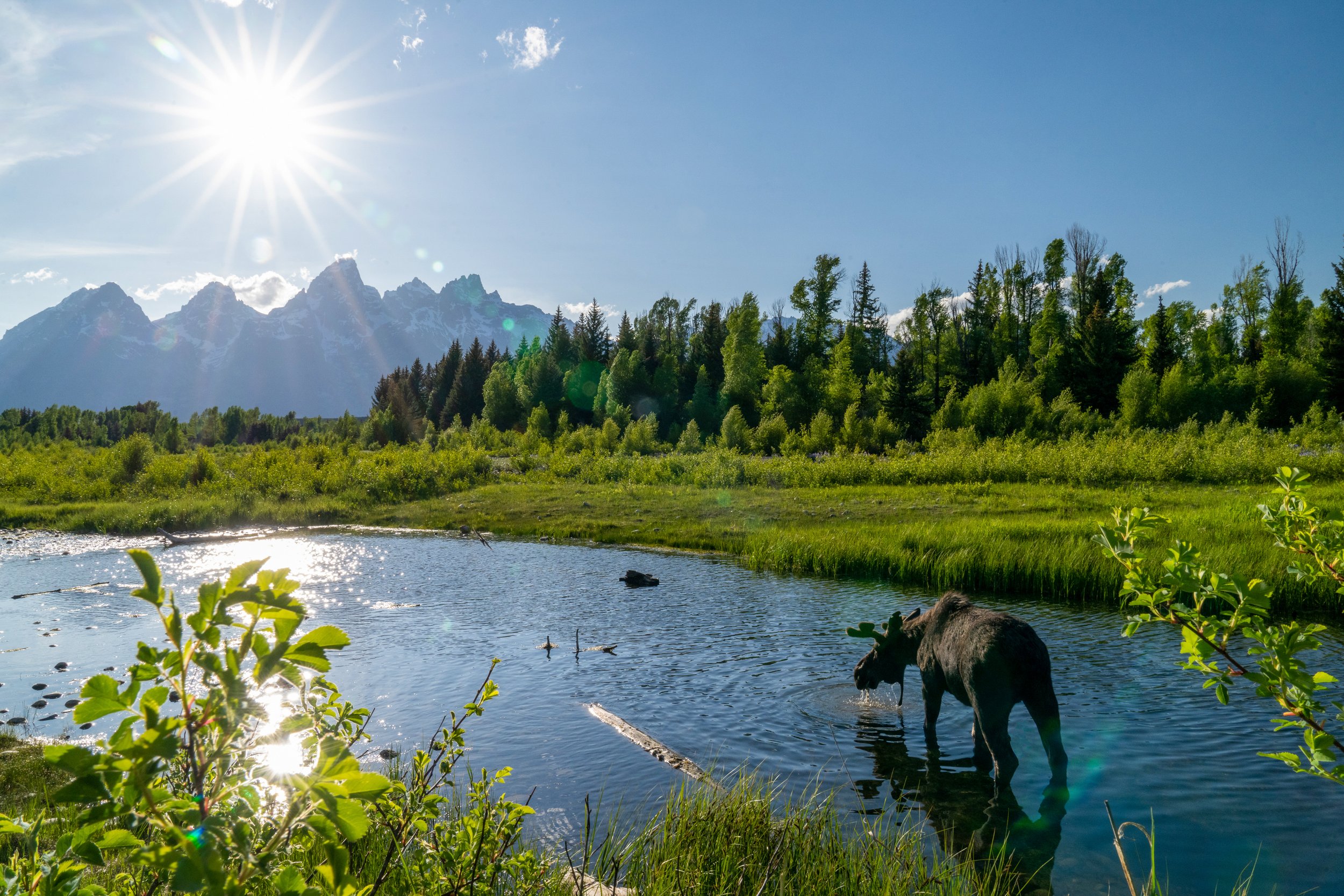Teton moose.jpg