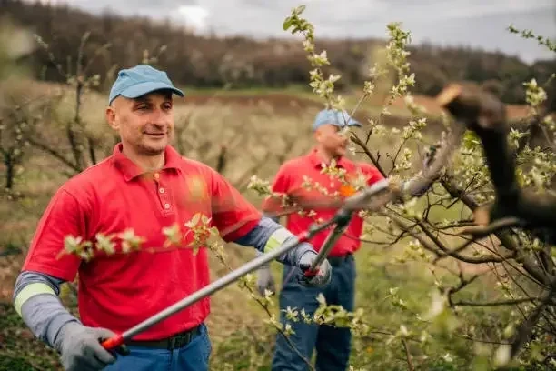 Crew performing professional tree pruning for residential yard maintenance