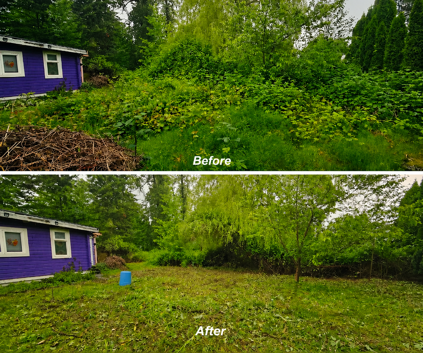 Before and after blackberry bush removal by CPM Landscape Maintenance in Portland Oregon