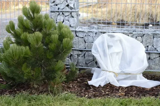 Plants covered for frost protection as part of winter landscape maintenance.