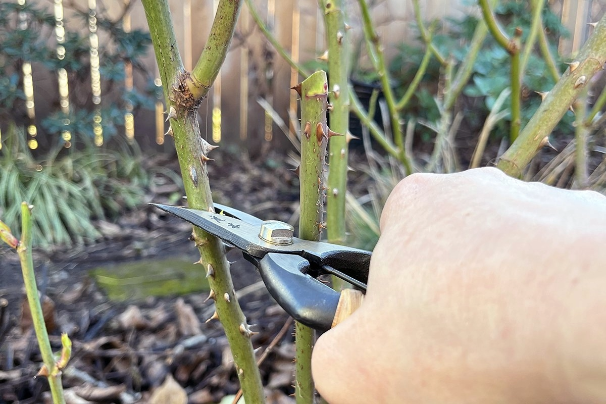 A person's hand using pruning shears to cut a thorny green rose branch in a garden.