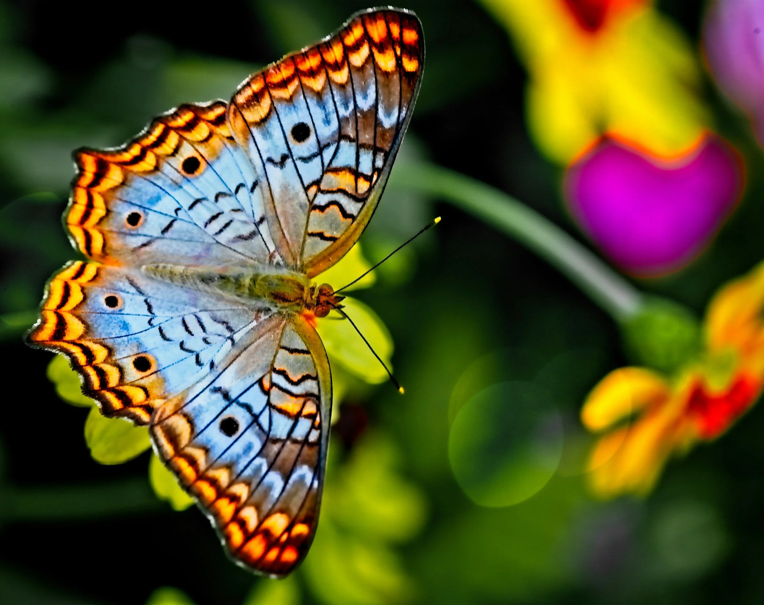A butterfly with orange, black, and blue wings perched on a flower with colorful background.