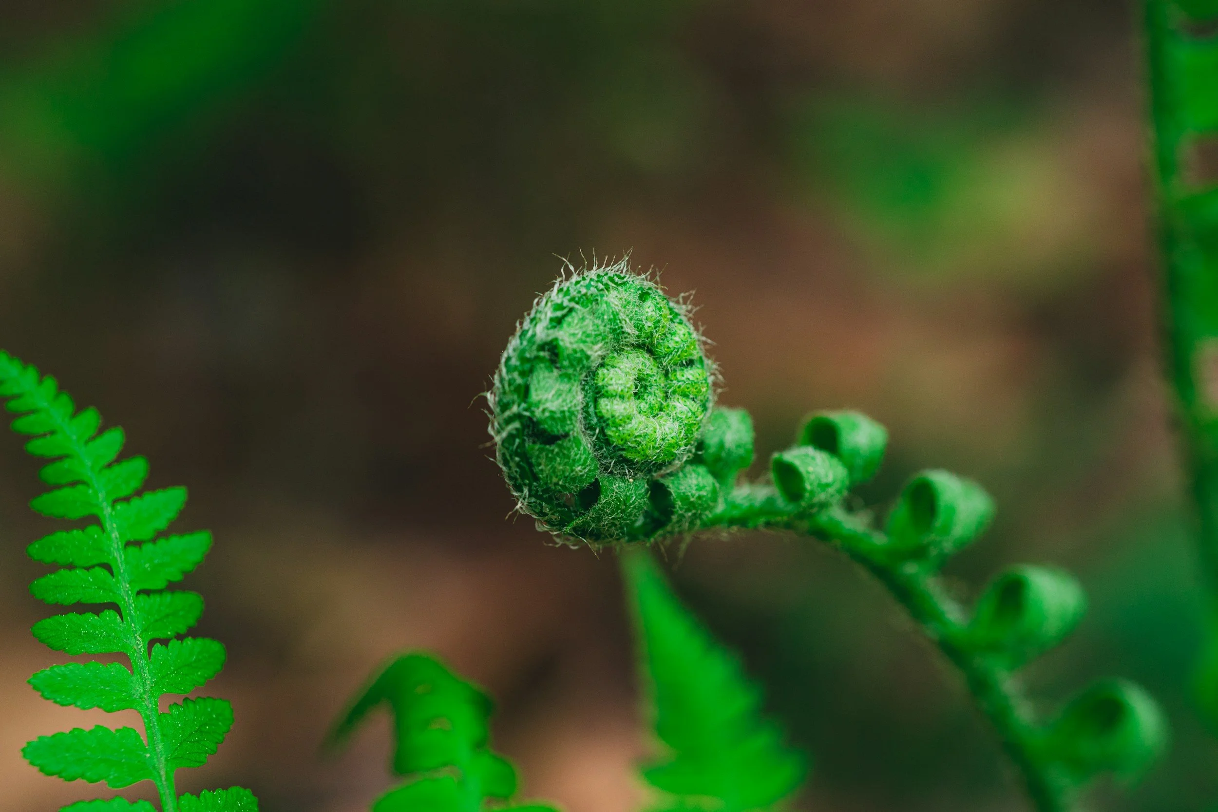 Close-up of a green, curled fern frond with a growing fern fiddlehead in the center, surrounded by other fern leaves.