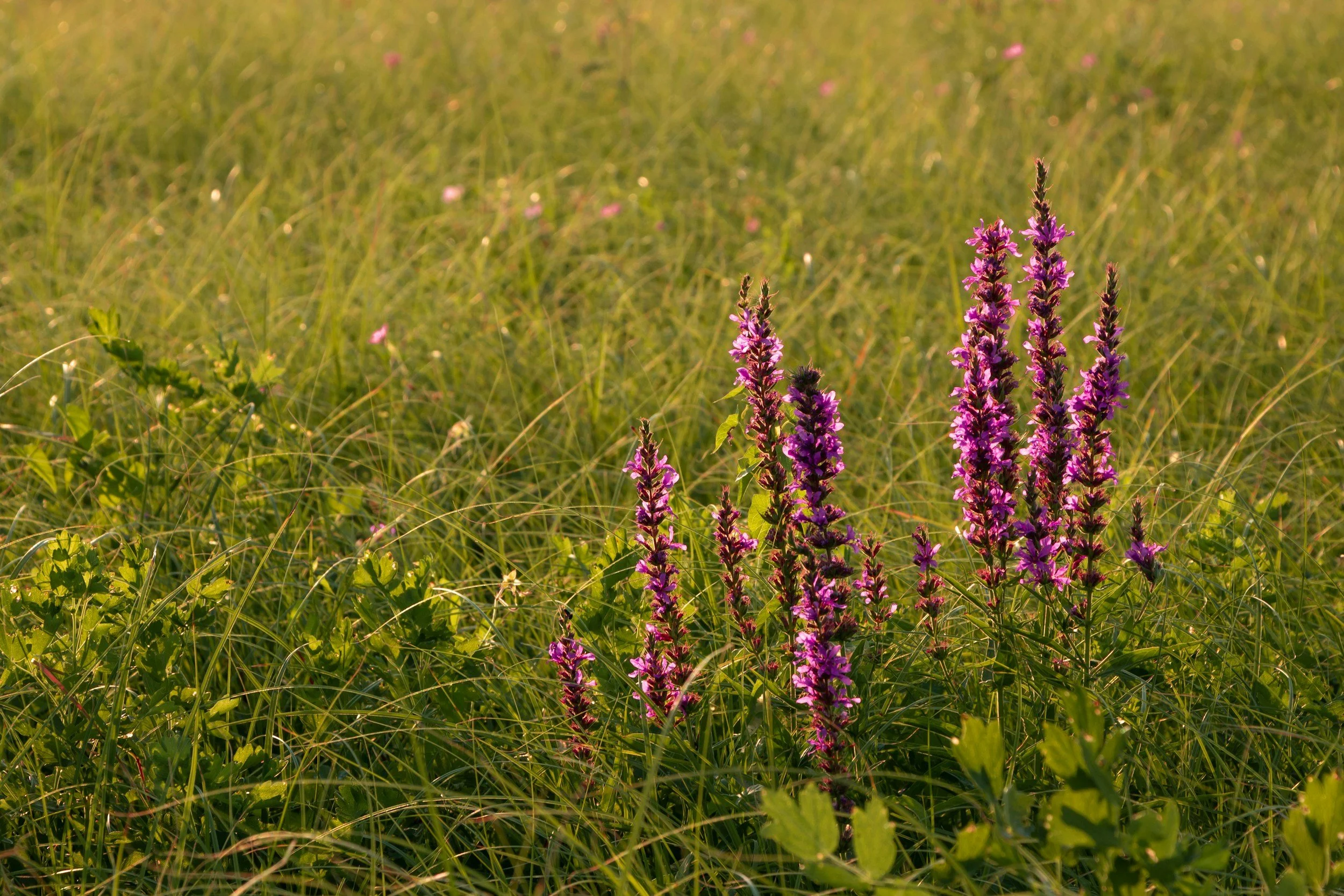Pinkish purple flowers growing amidst green grass in a field