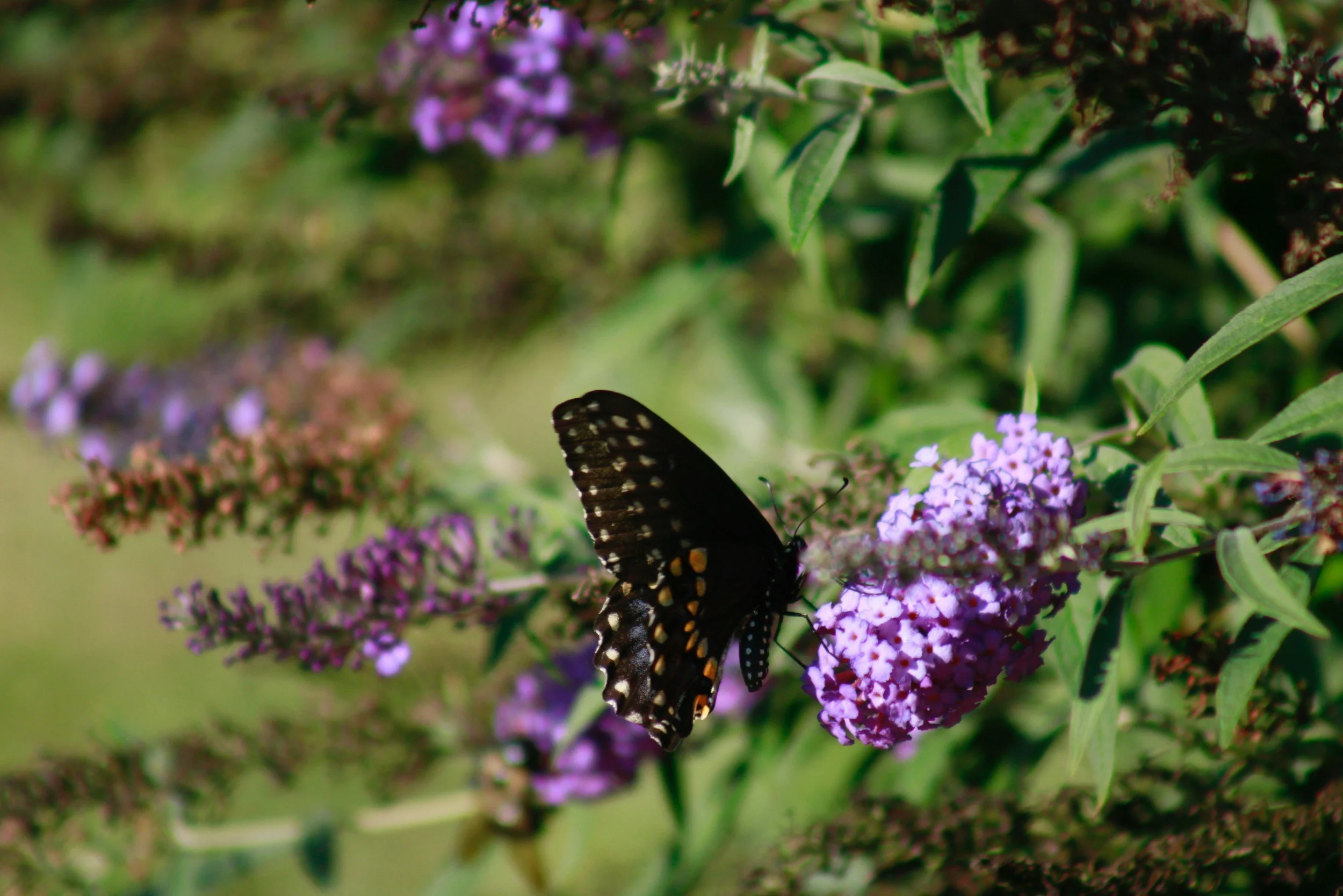 A black butterfly with orange and white spots on its wings perched on purple flowers.