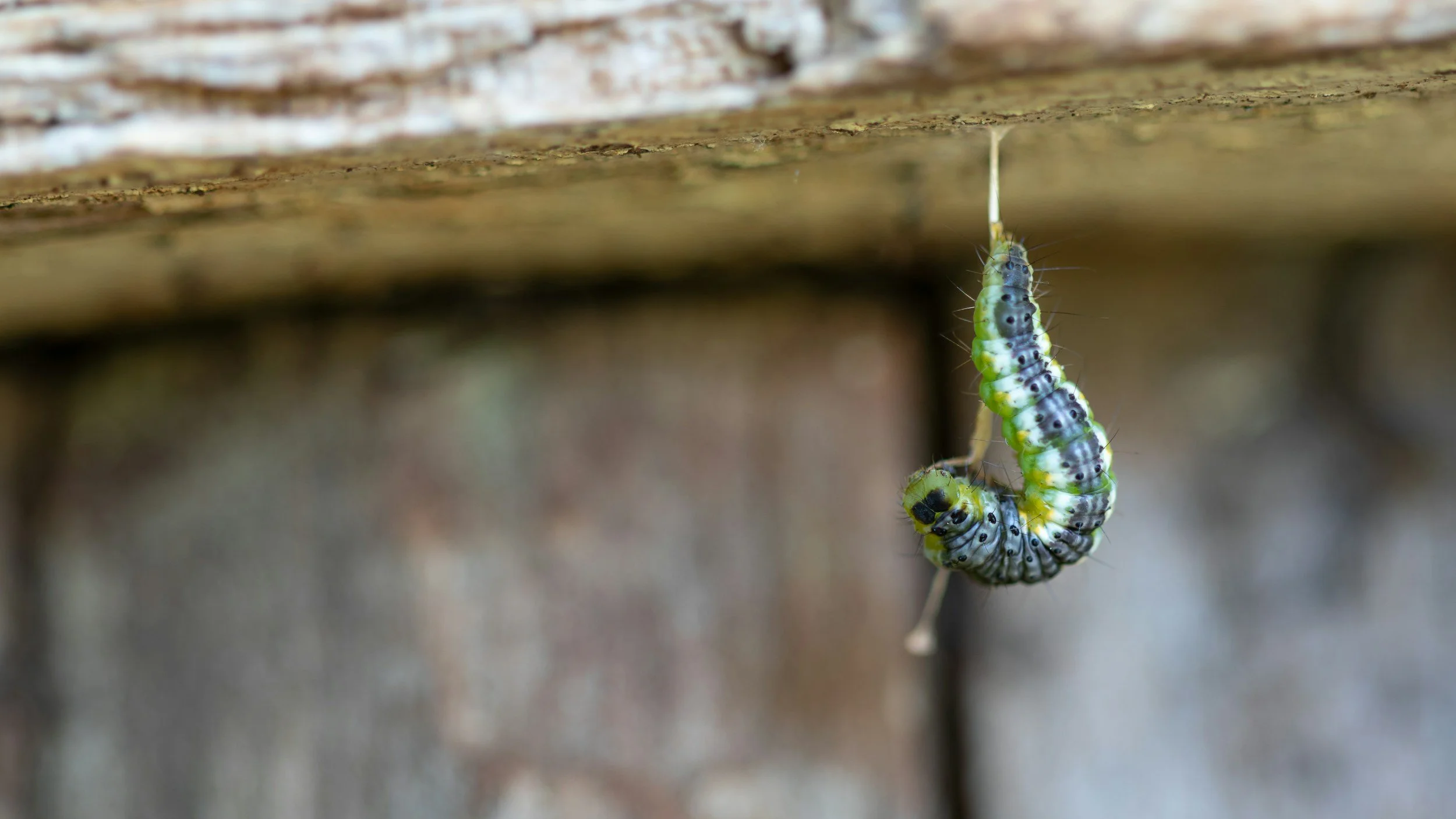 Close-up of a green and black caterpillar hanging from a wooden surface.