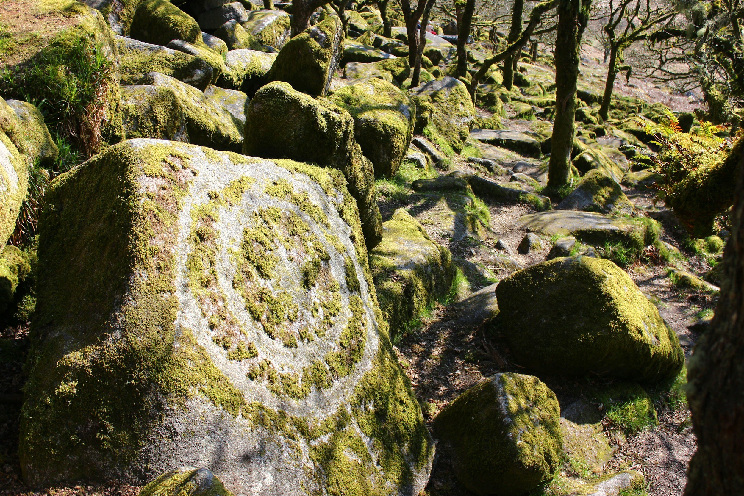 Moss-covered rocks and trees in a forest with a carved stone in the foreground.