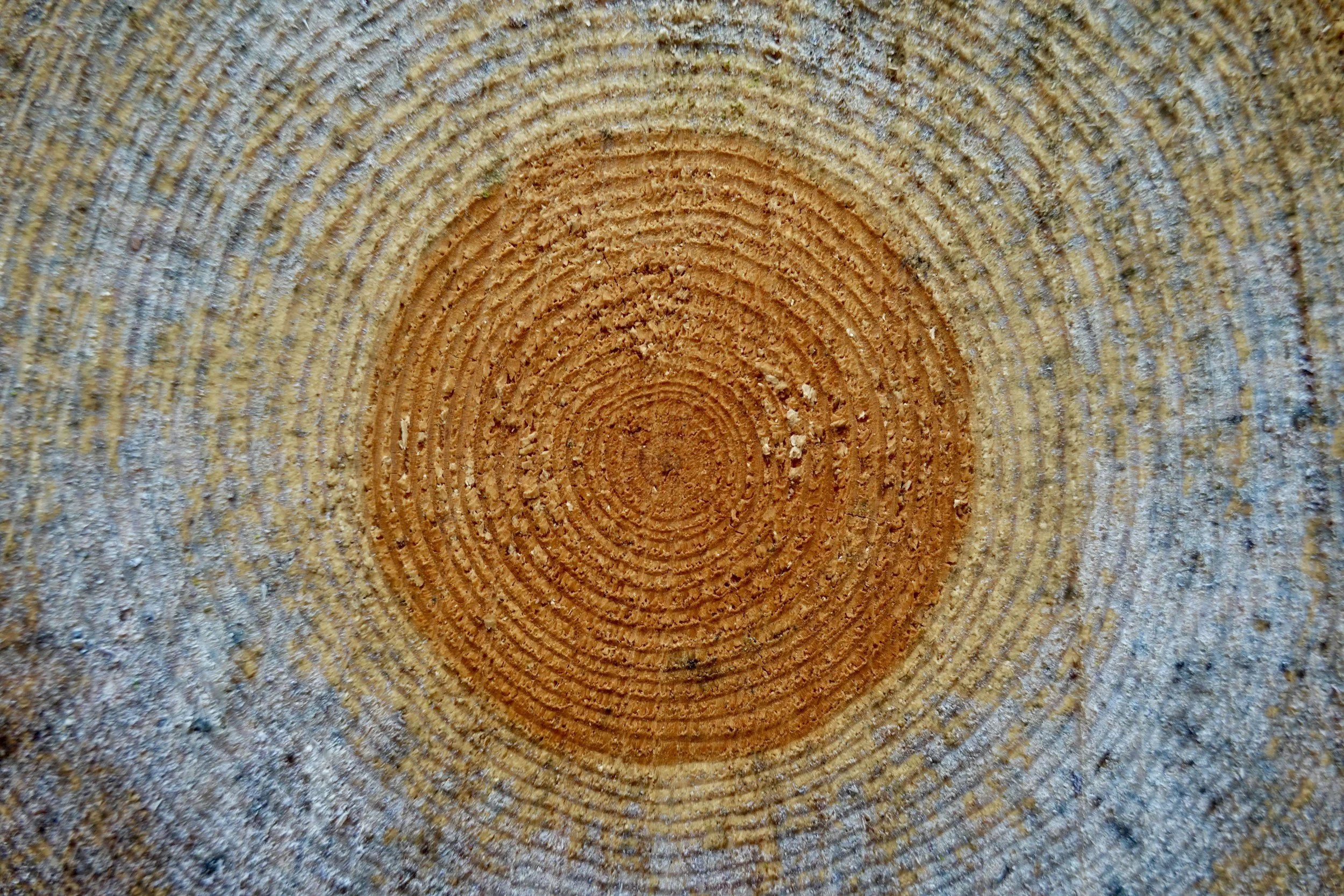 Close-up of tree trunk cross-section showing concentric growth rings.