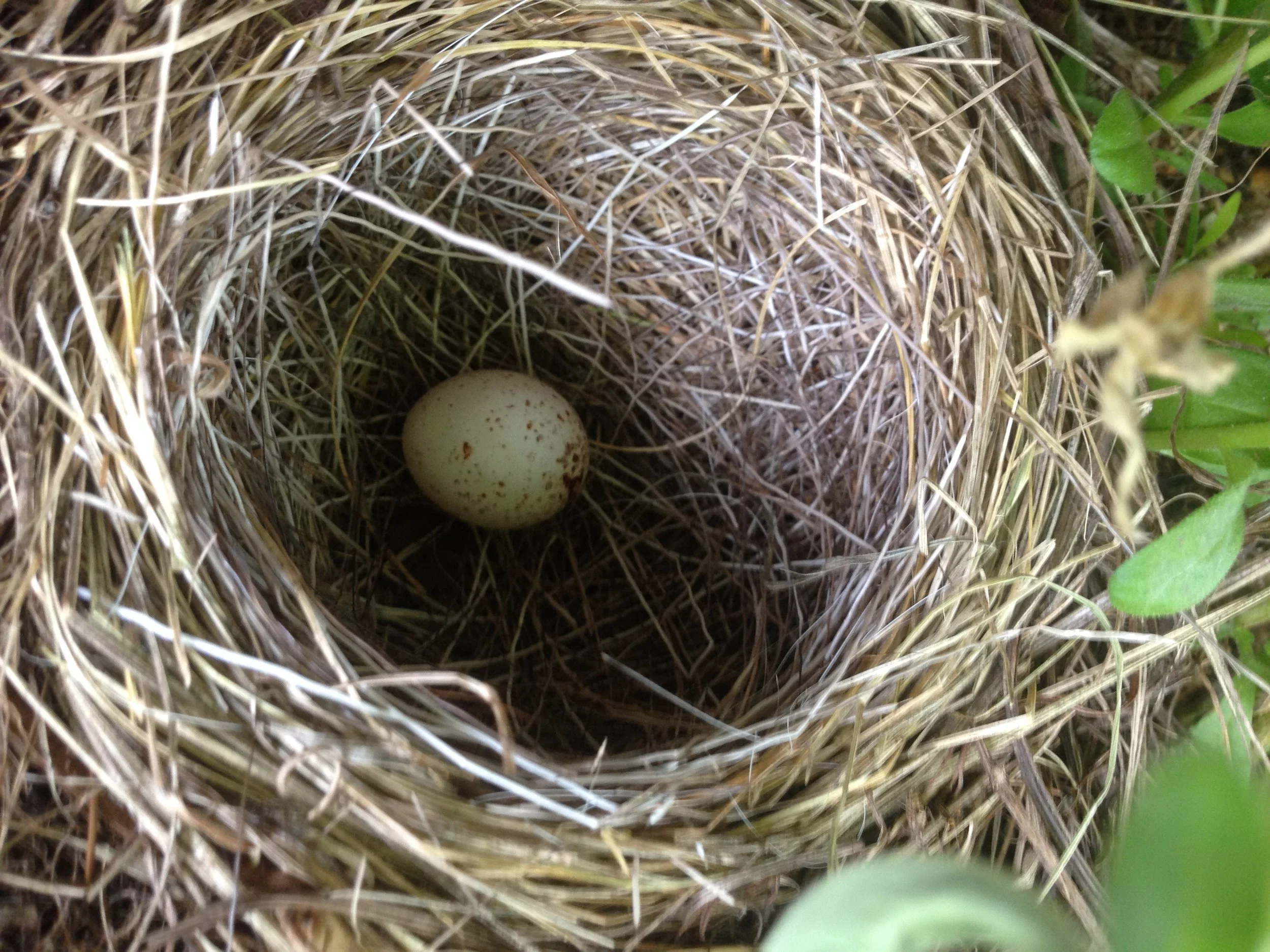 nest.jpeg