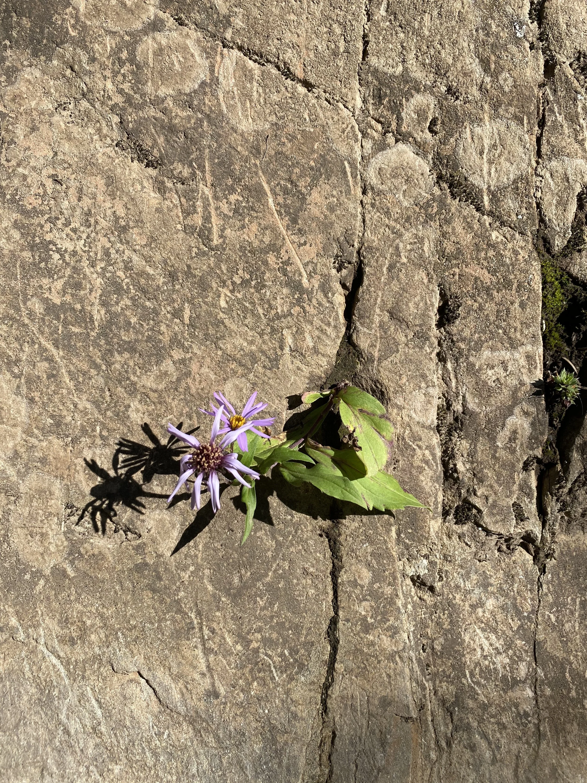 Indigenous Change Management Certificate