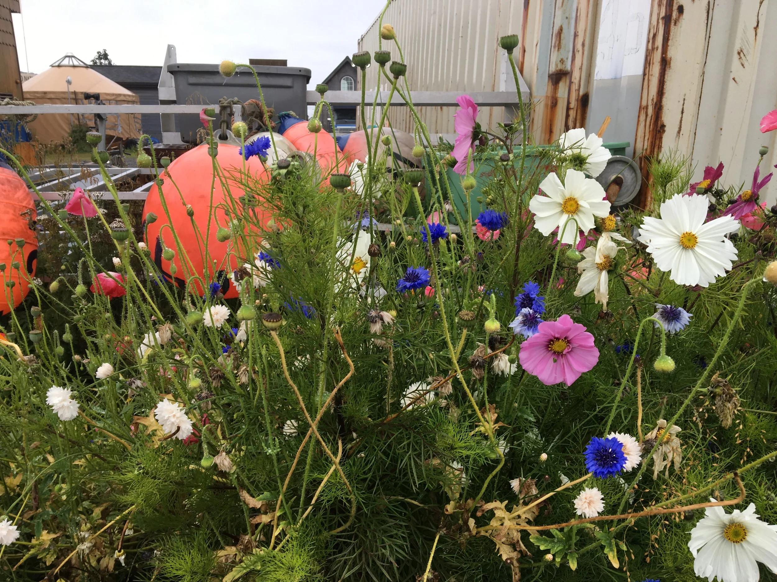 flowers bouy .JPG